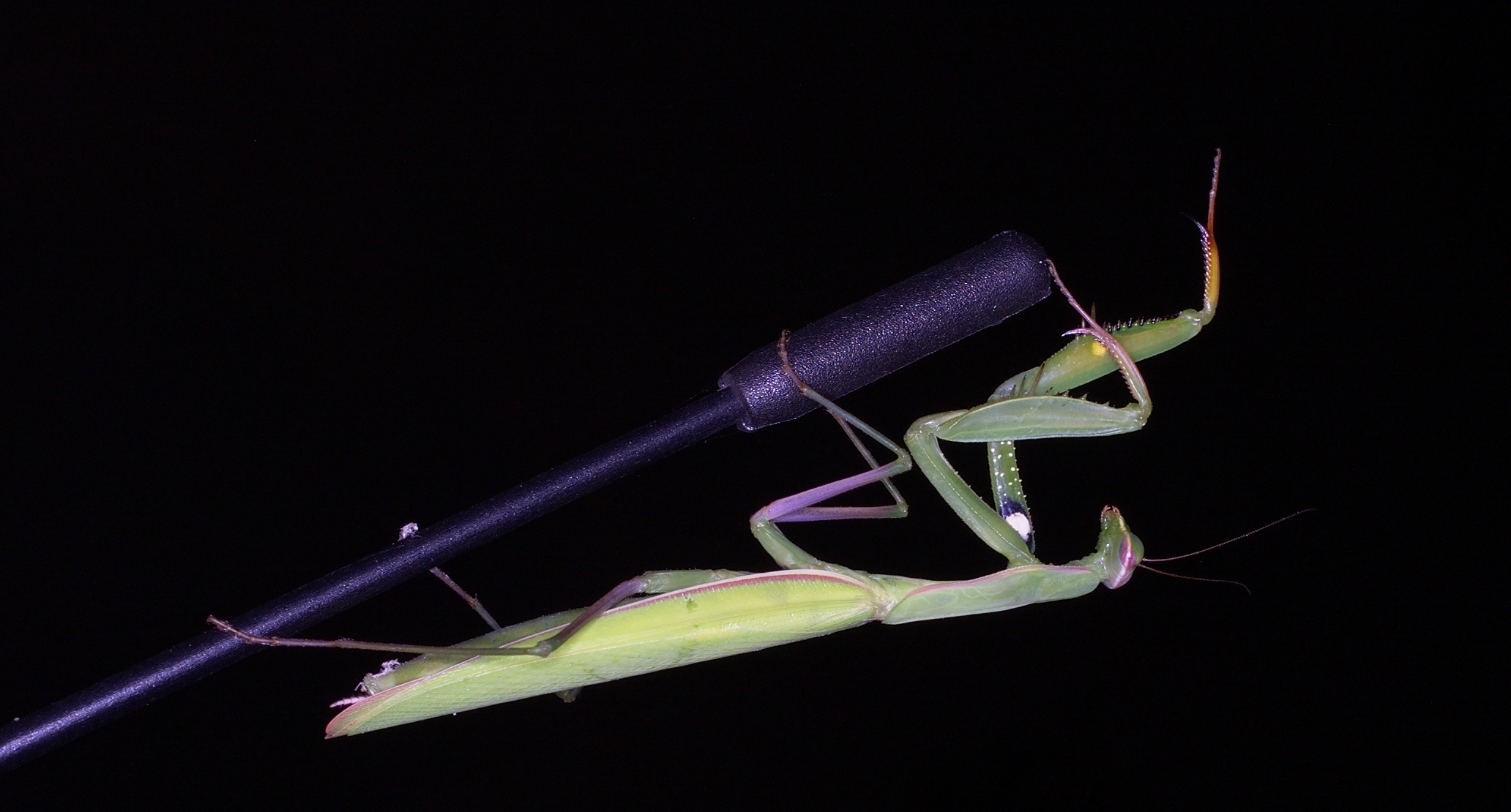 Mantis religiosa green 07