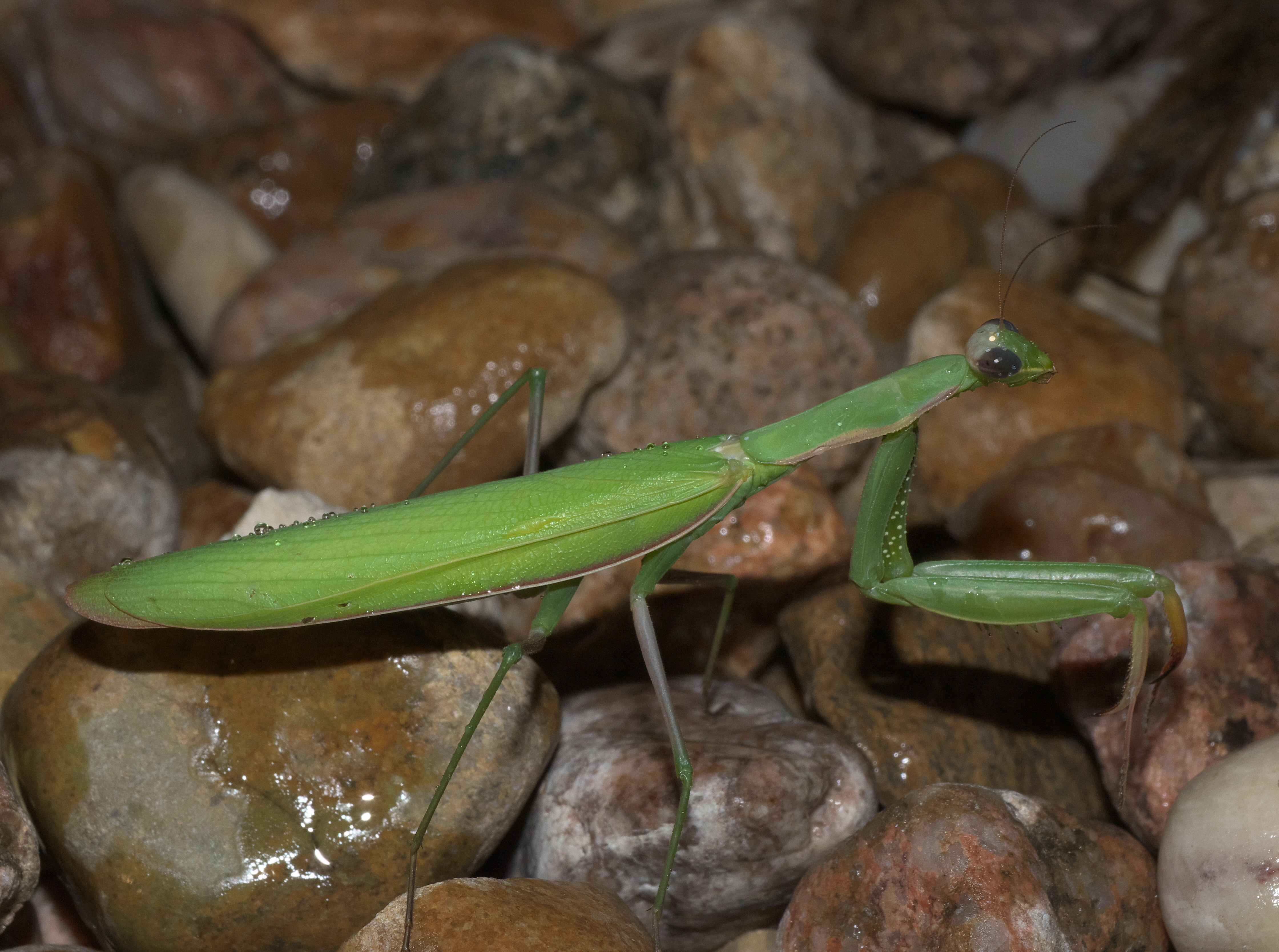 Mantis religiosa P1100665a