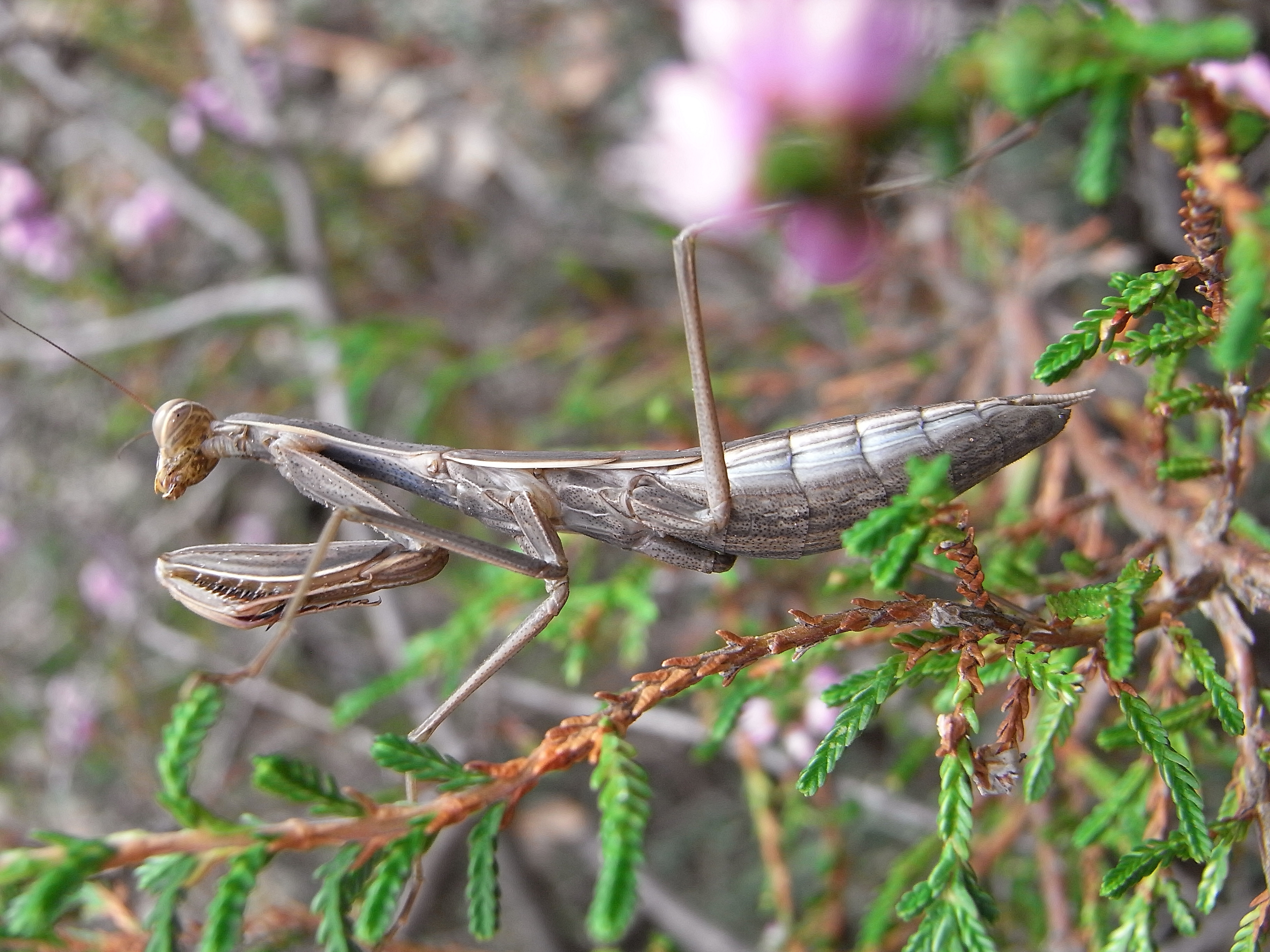 Mantis religiosa subadult