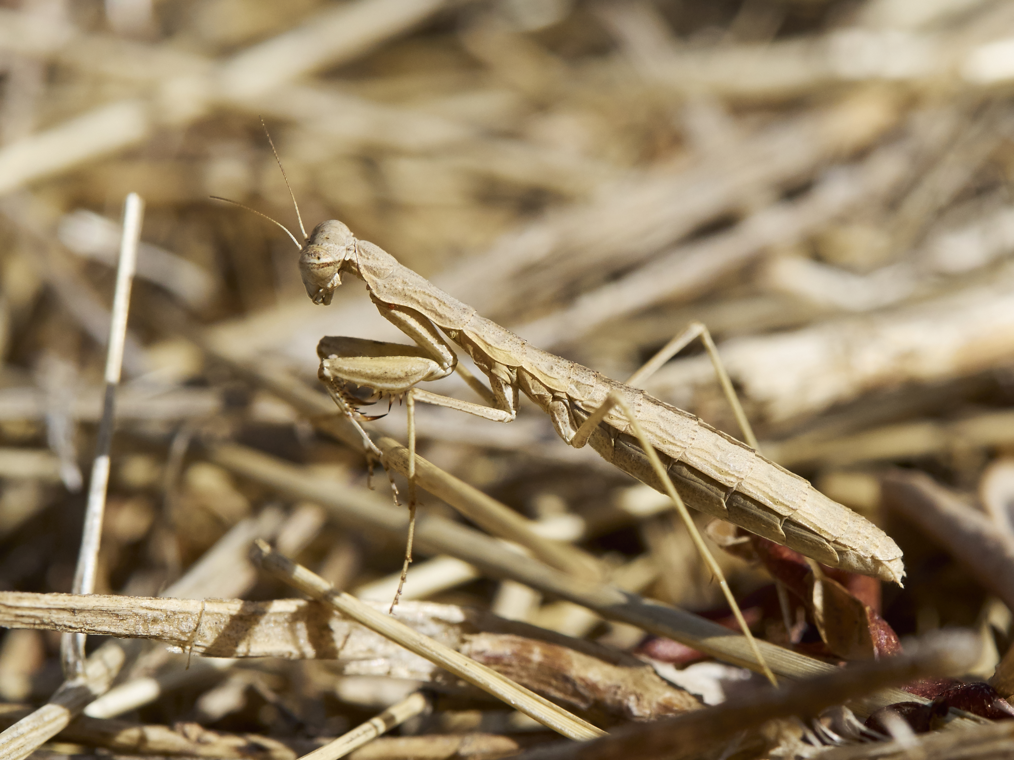 Mantodea 2017 Koroni