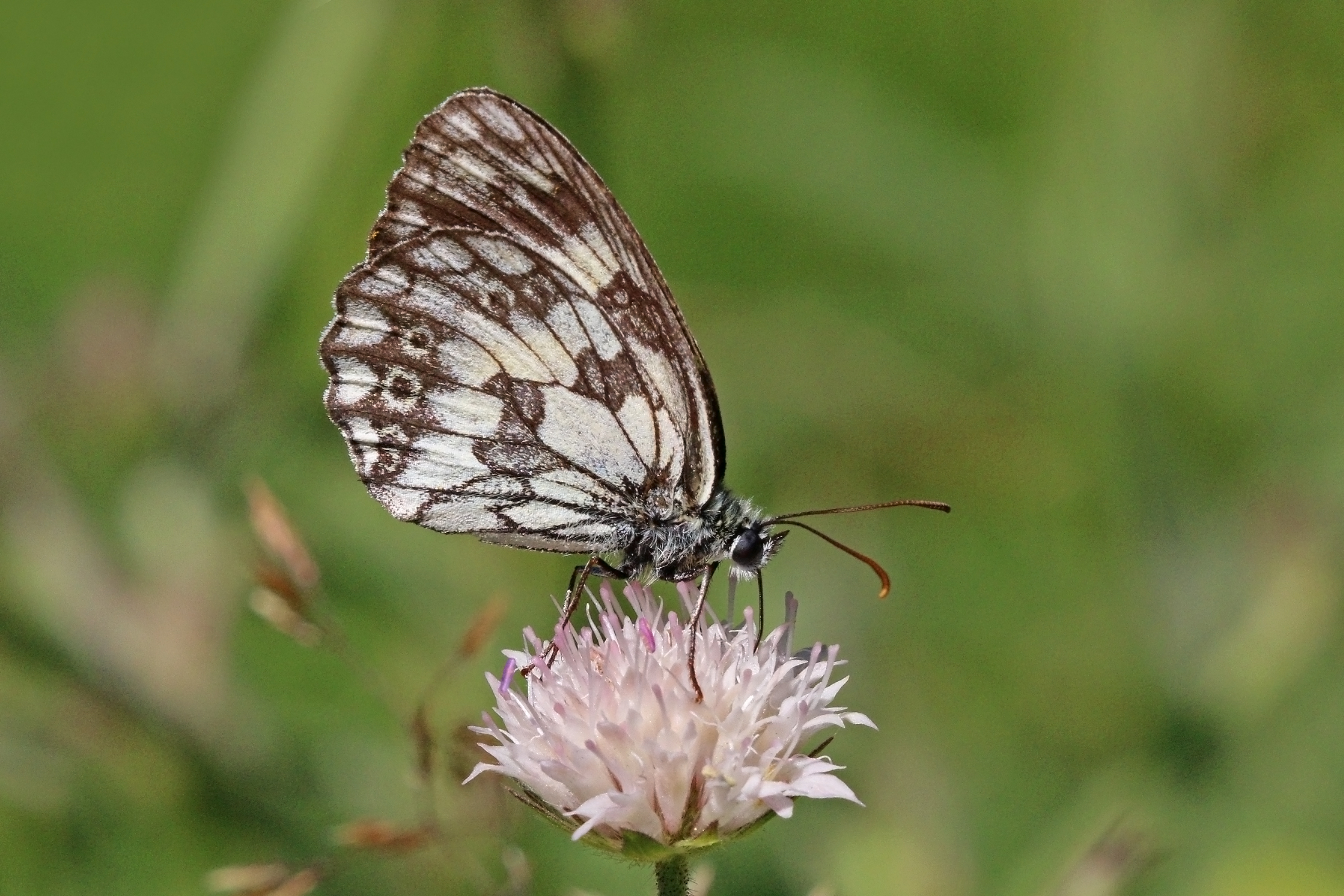 Marbled white (Melanargia galathea) underside Bulgaria