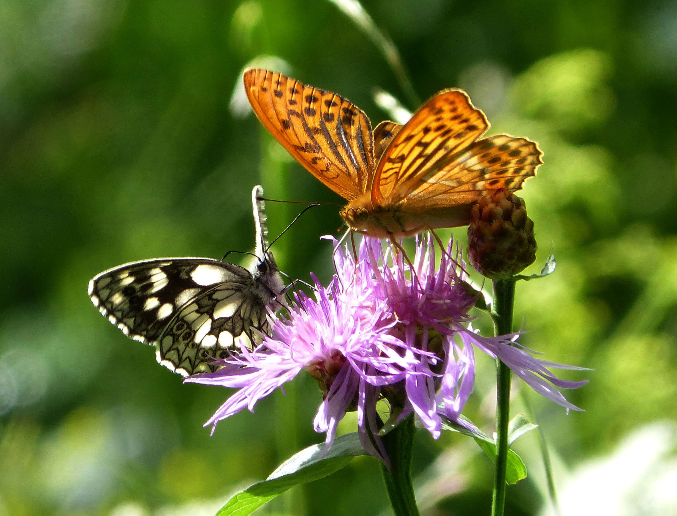 Marbled White with Silver-washed Fritillary (16087158561)