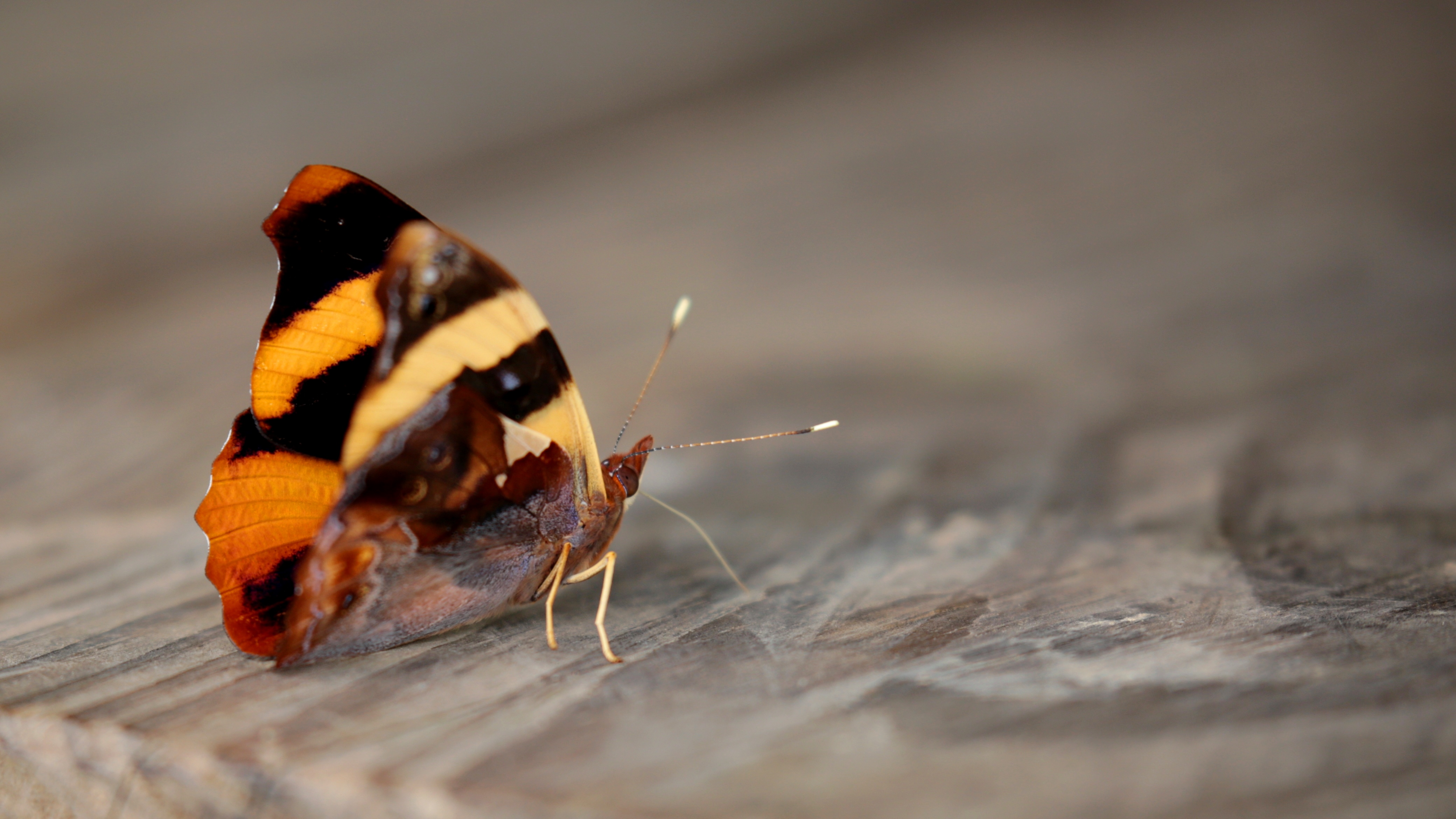 Mariposa Epifania - panoramio (1)