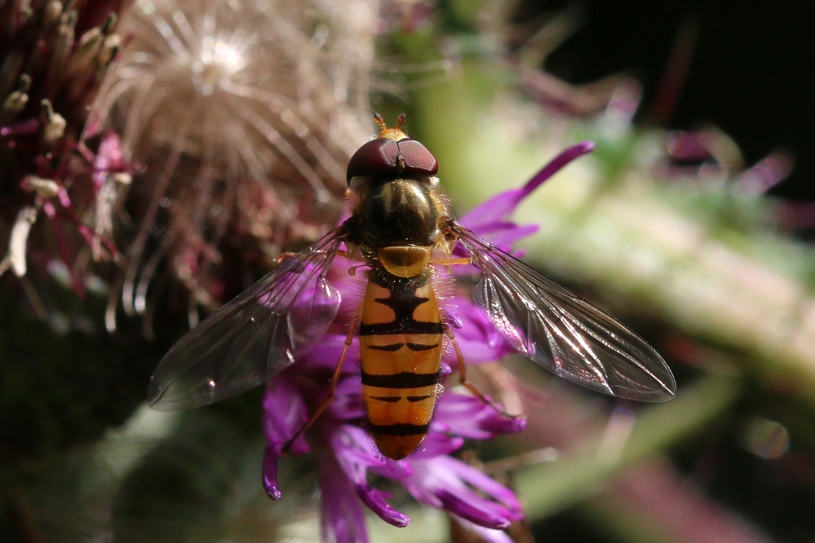 Marmalade hoverfly (Episyrphus balteatus) male