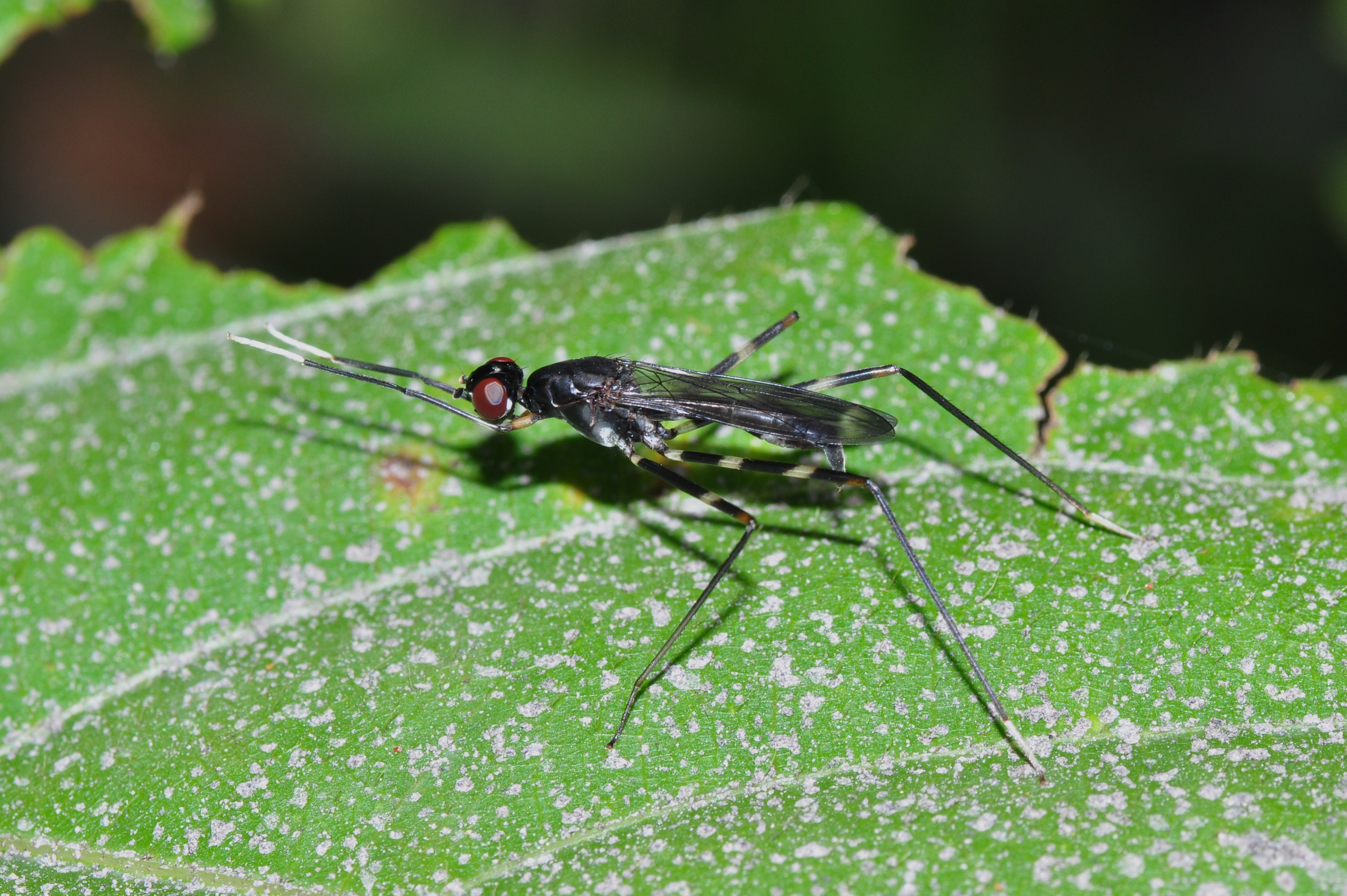Marpezid fly and volcanic ash (8435263815)