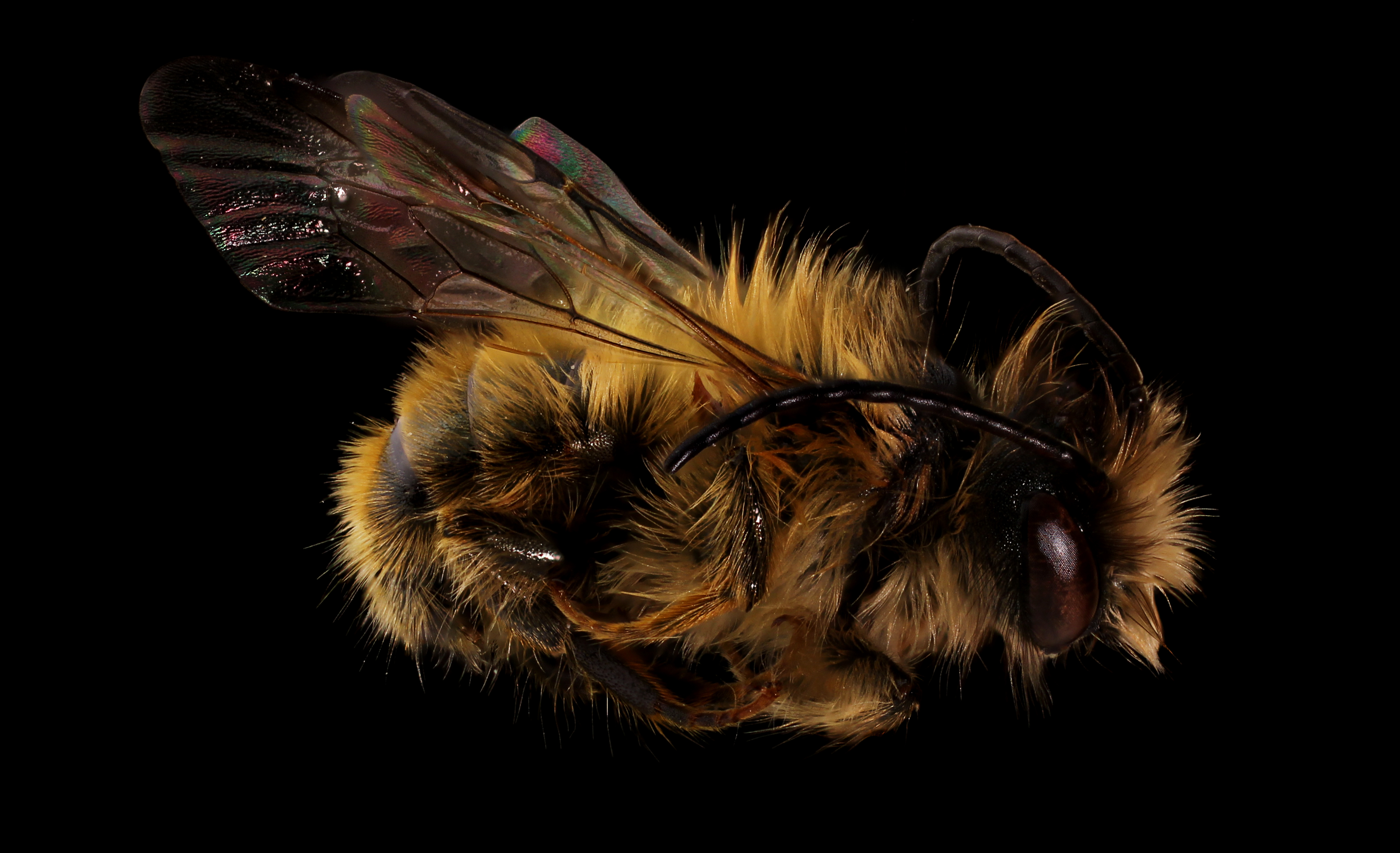Mason Bee (Osmia taurus) (12376108403)