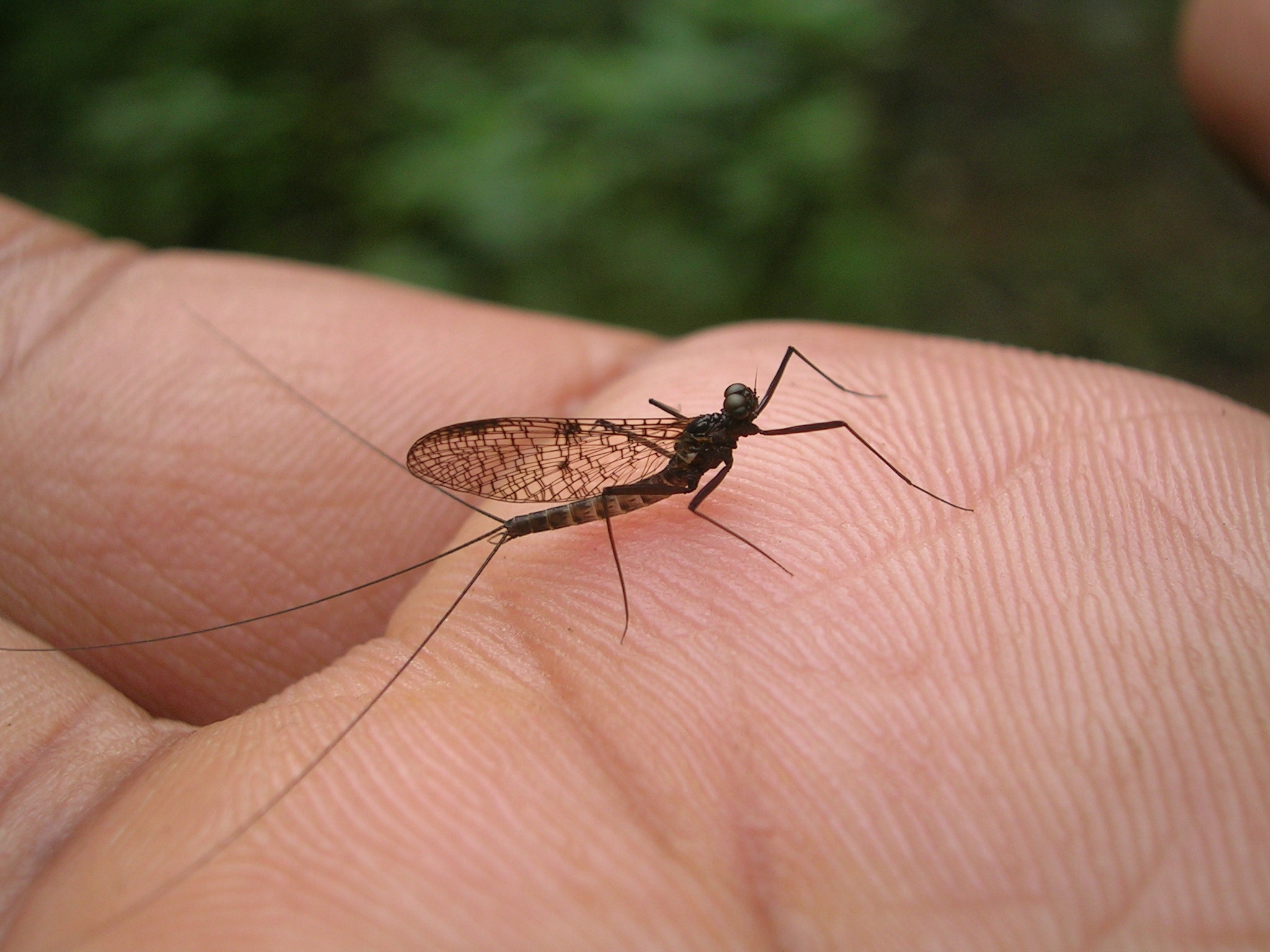MayflyManjur2
