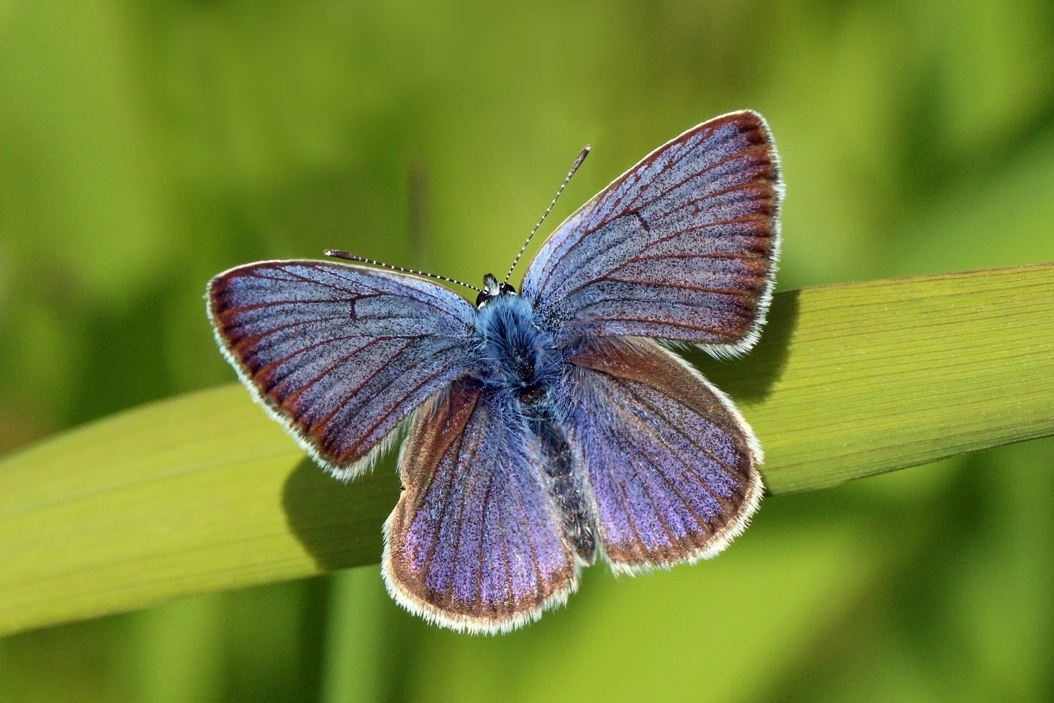 Mazarine blue (Polyommatus semiargus) male