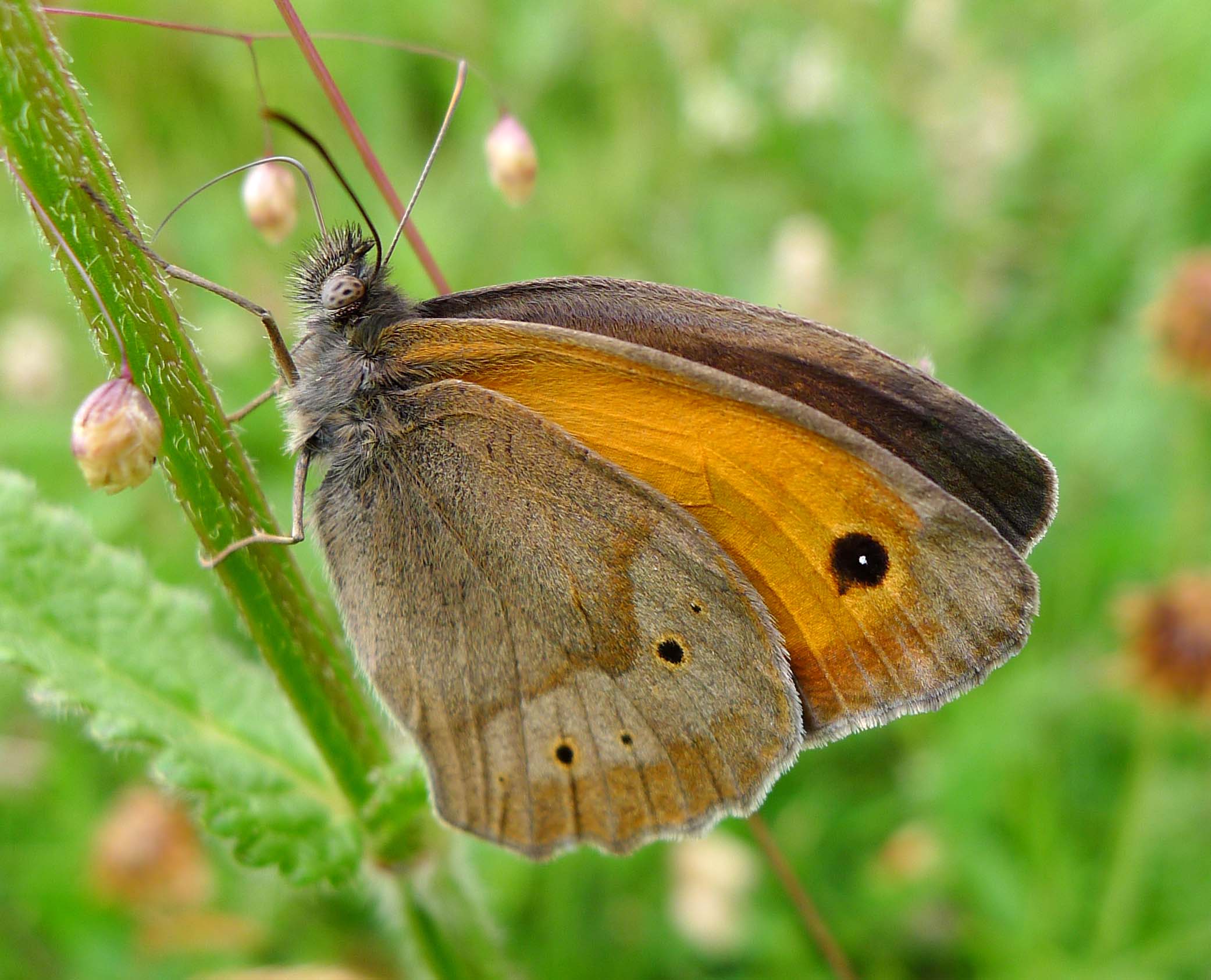 Meadow Brown. Maniola jurtina . male u.s (16011458799)