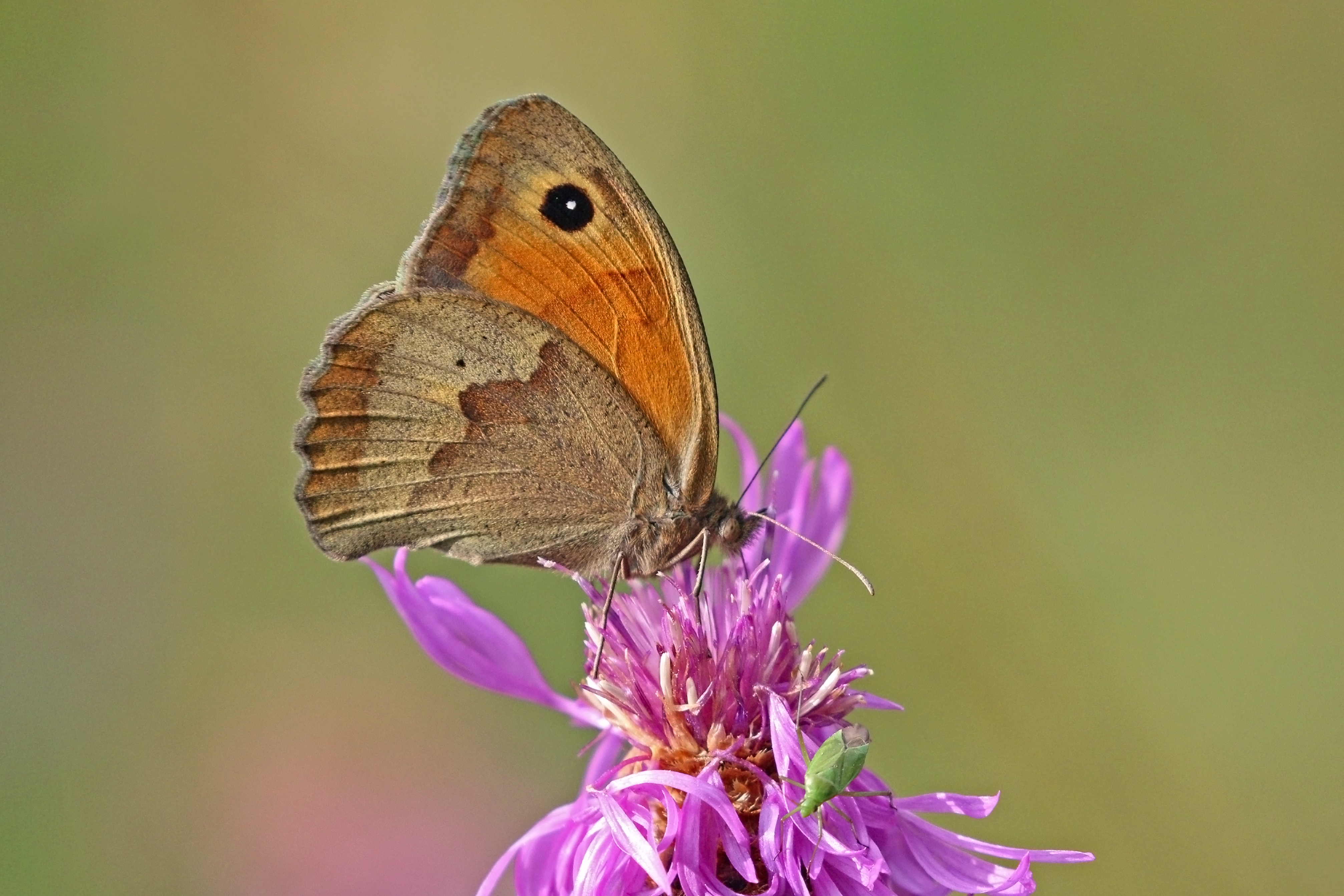 Meadow brown (Maniola jurtina) female underside Bulgaria