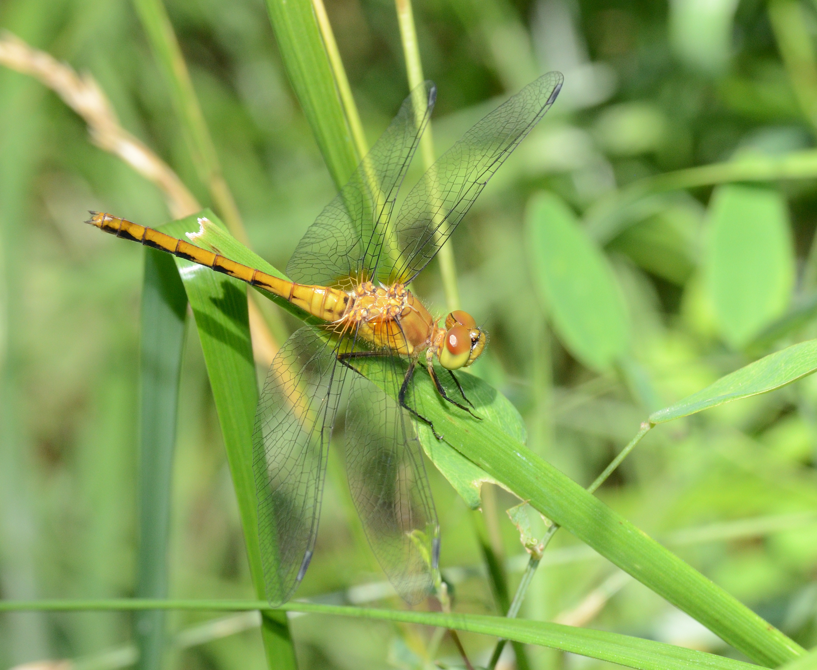 Meadowhawk dragonfly (genus Sympetrum) (34933313753)