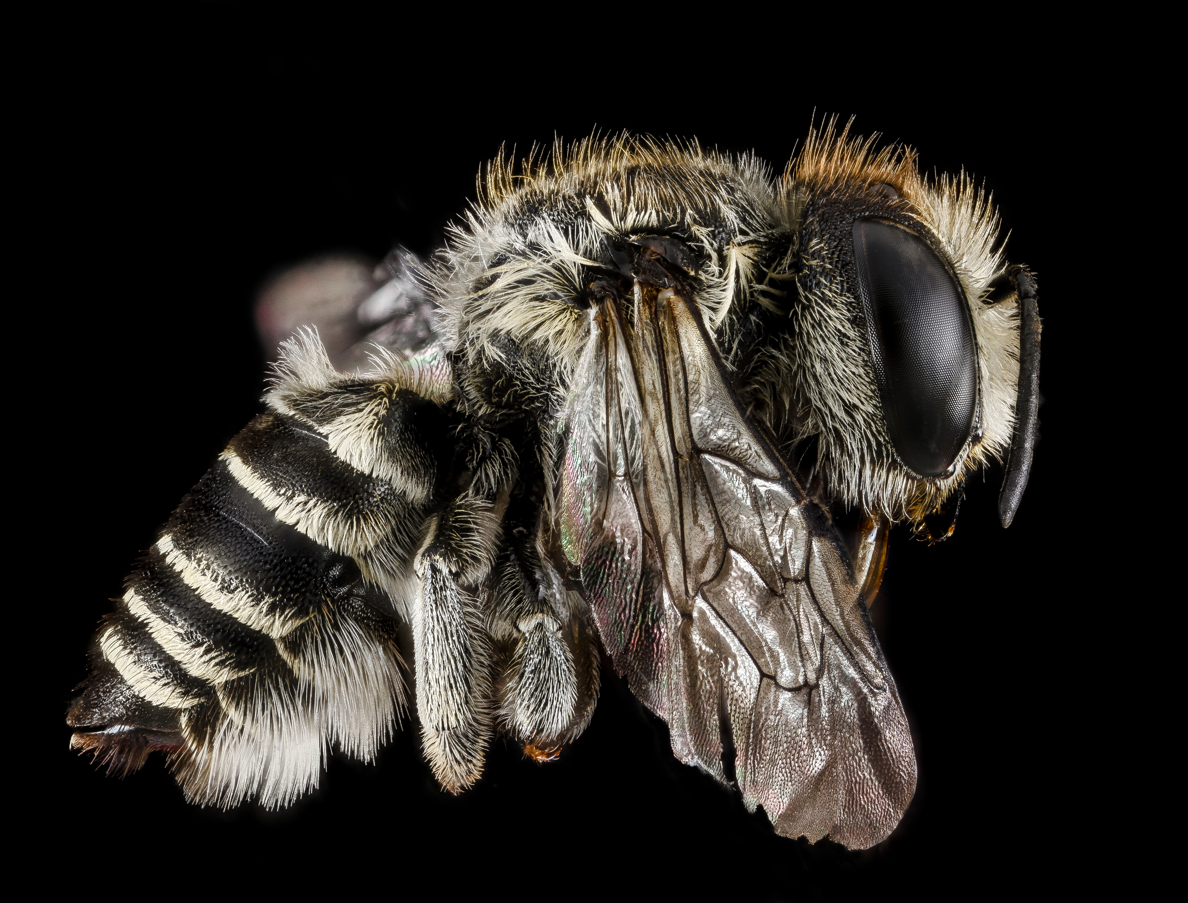 Megachile brevis, female, side 2012-06-21-15.37 (18436099209)