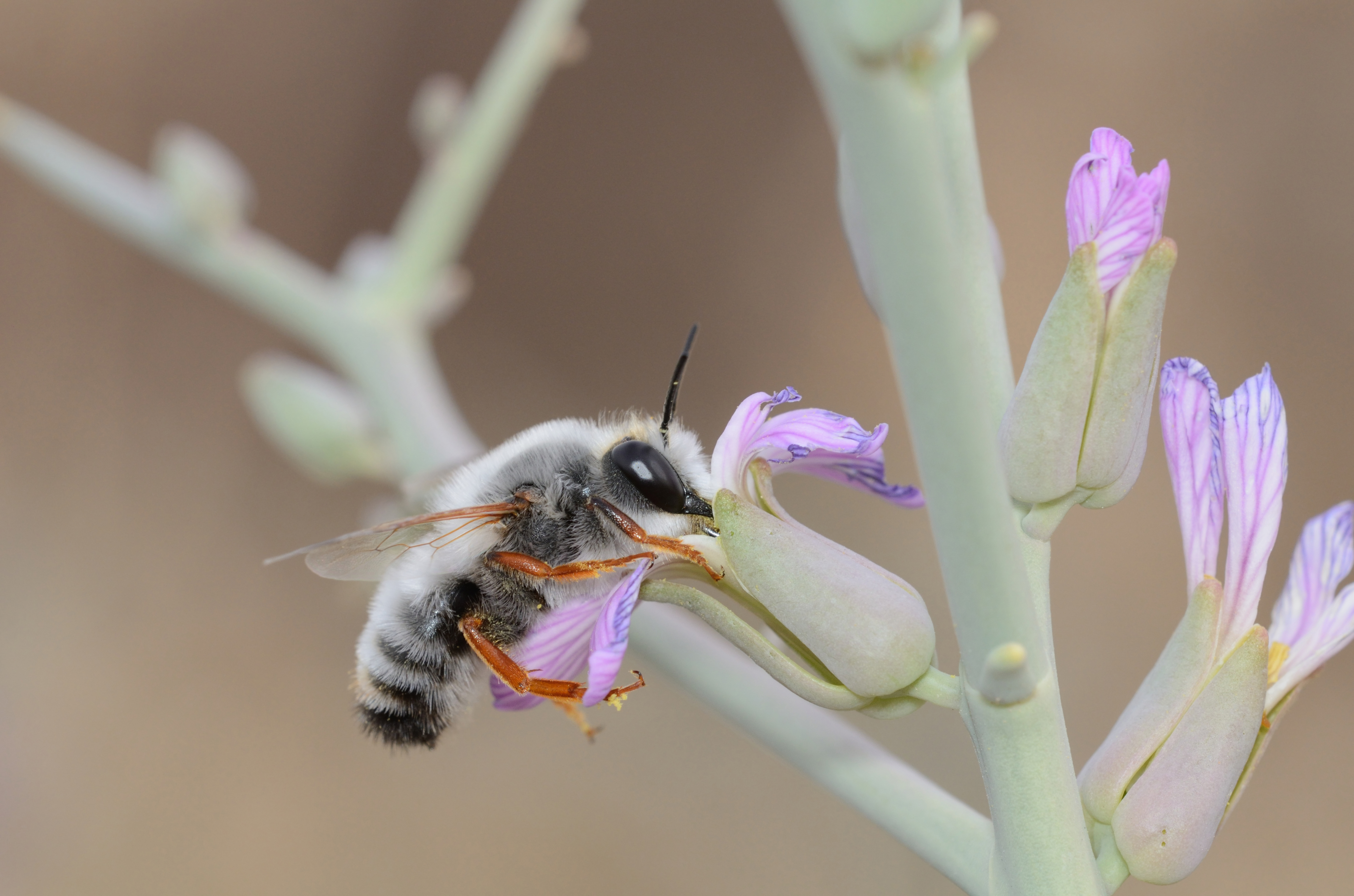Megachile incerta male 1