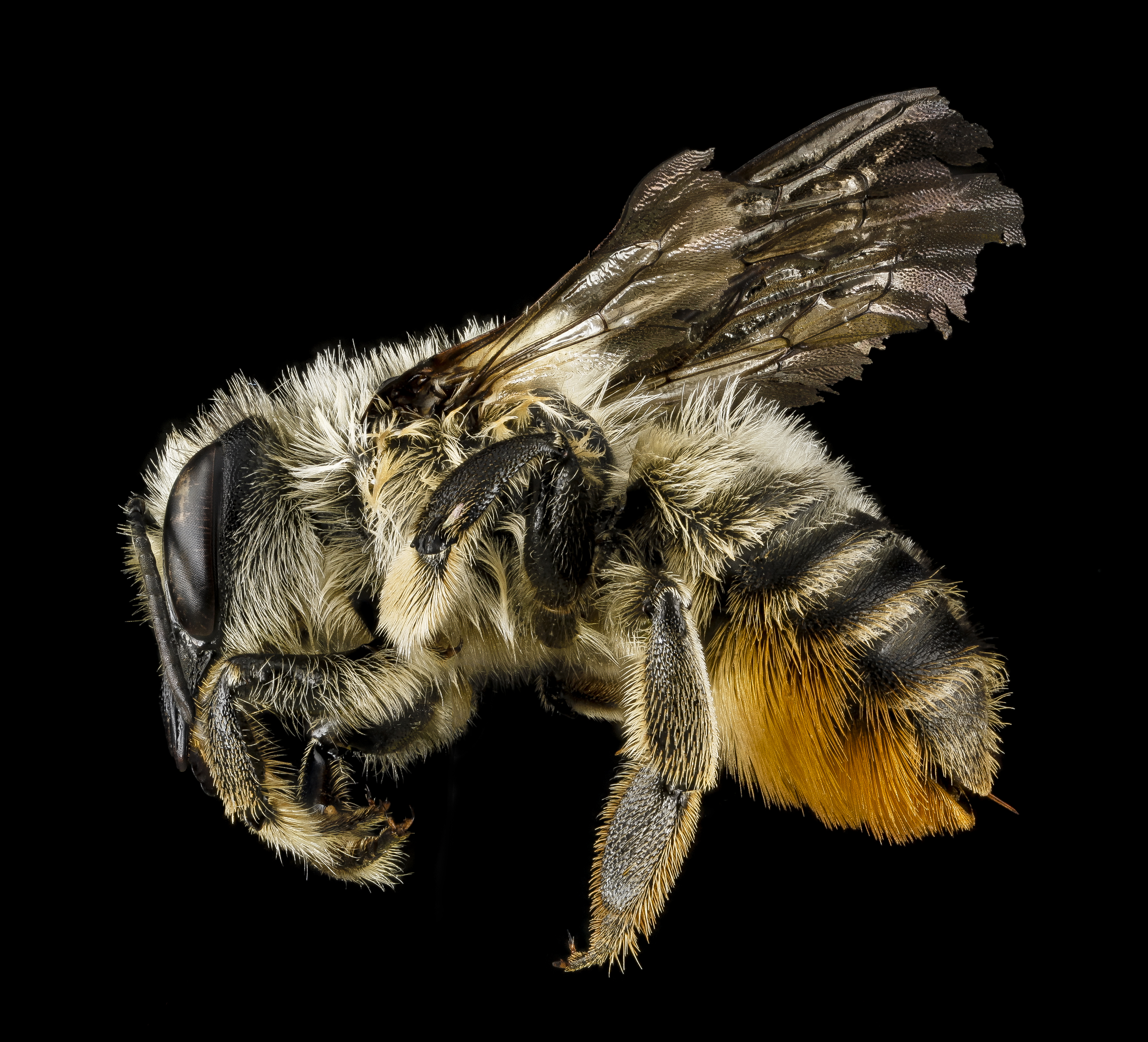 Megachile latimanus, left side 2012-07-13-18.27 (21333096256)