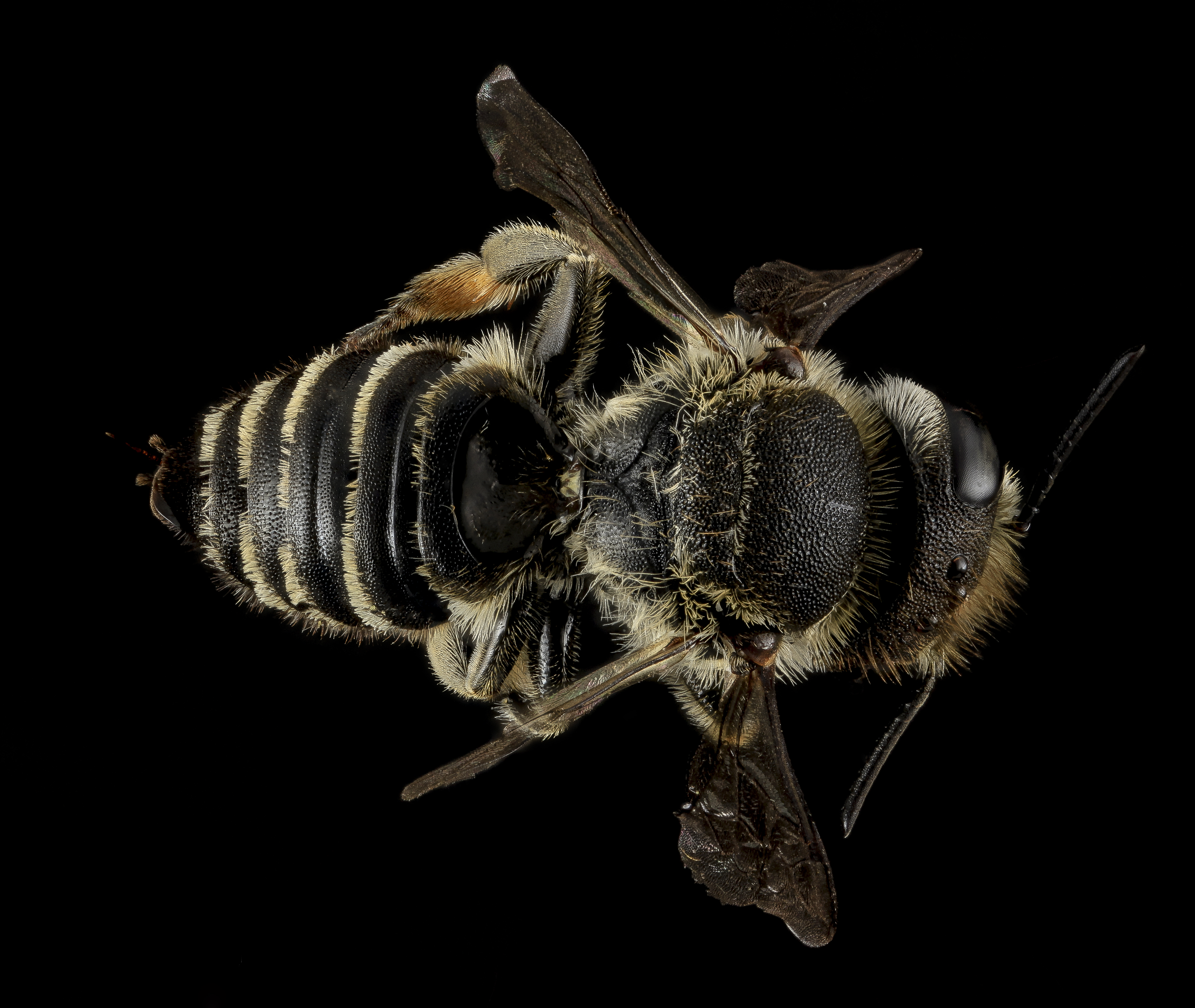 Megachile rotundata, F, Back, MD, Cecil County 2013-07-08-18.28.02 ZS PMax (10825526013)