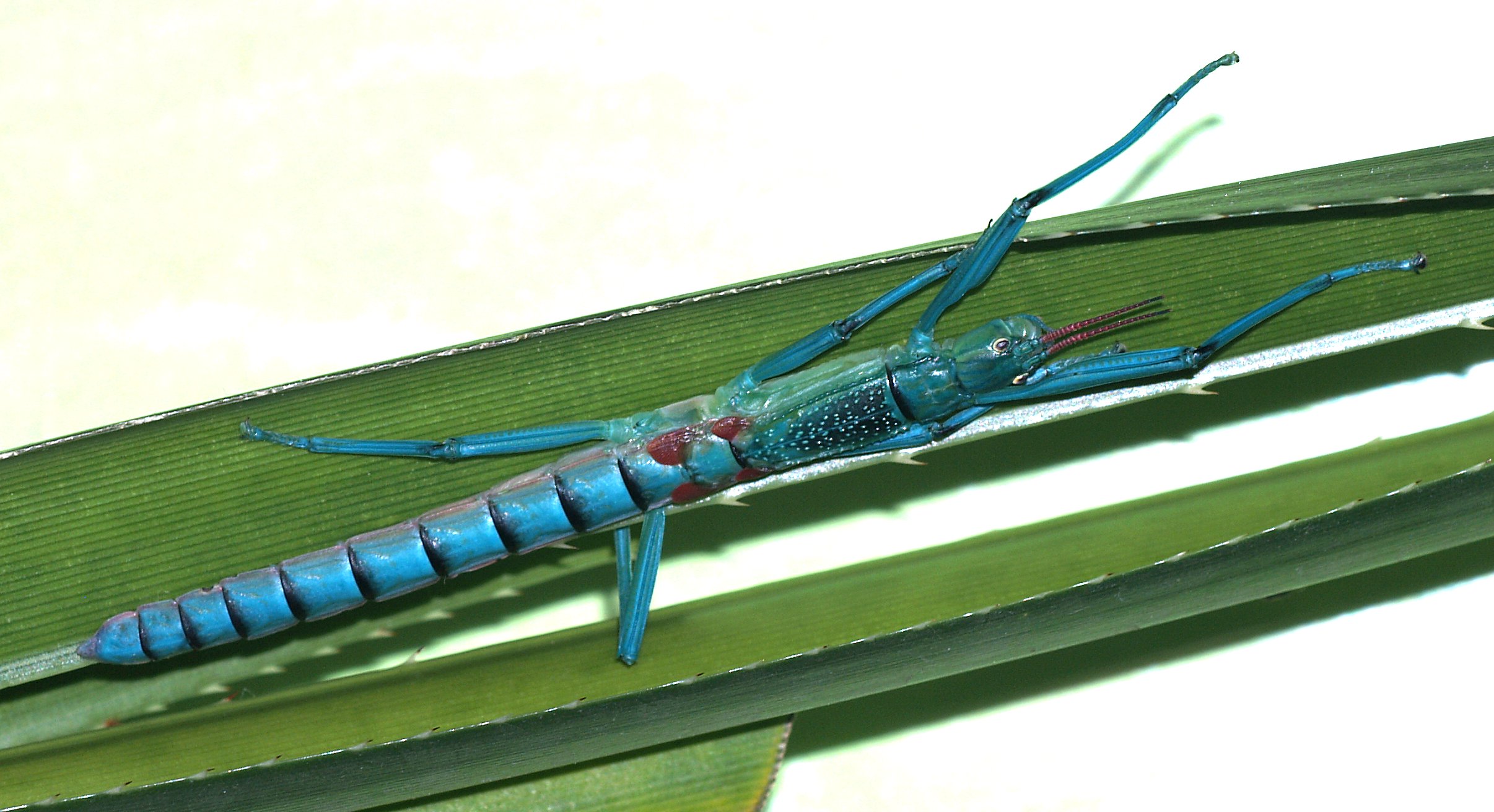 Megacrania.batesii.1