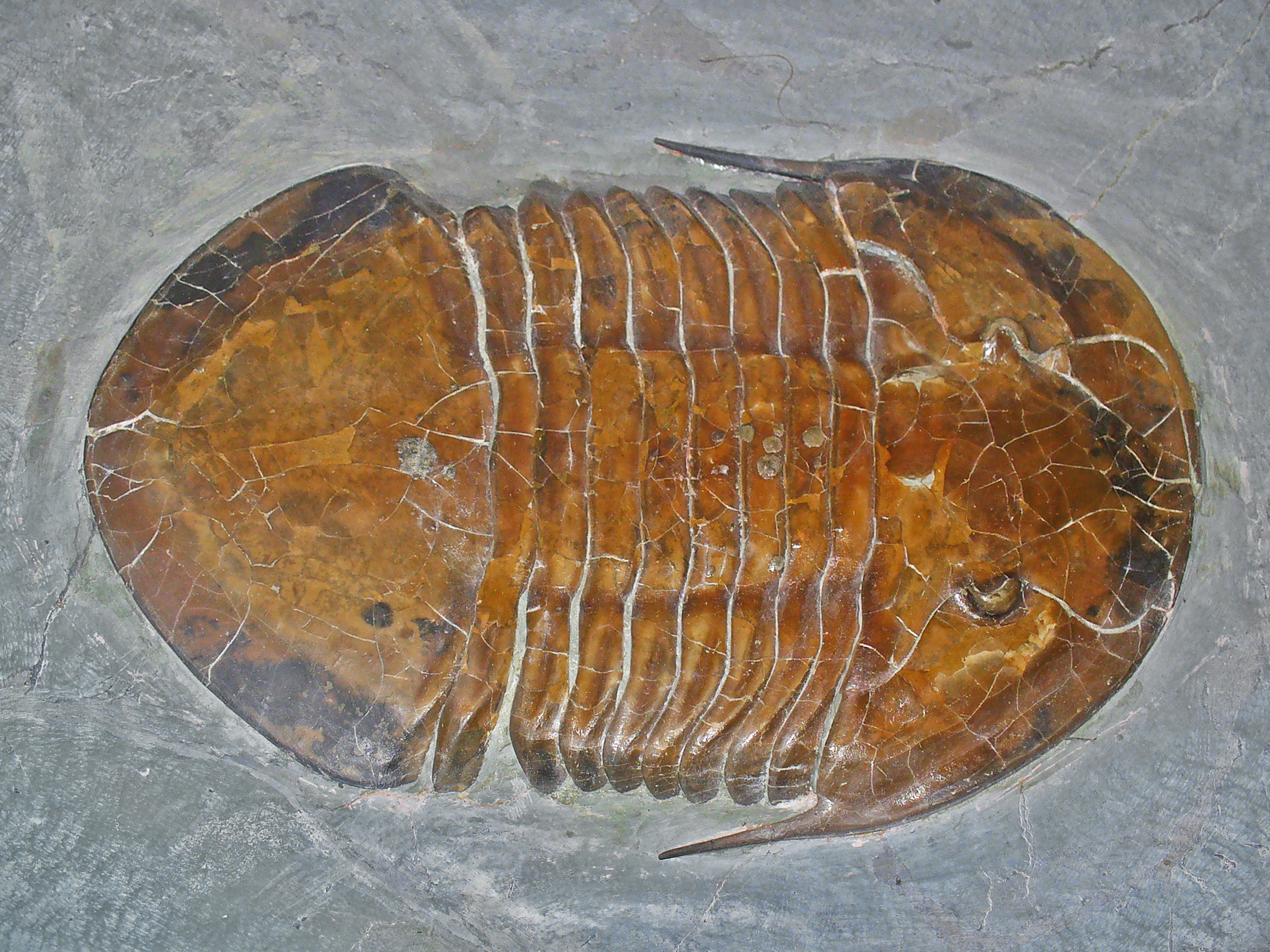 Megalaspides 01