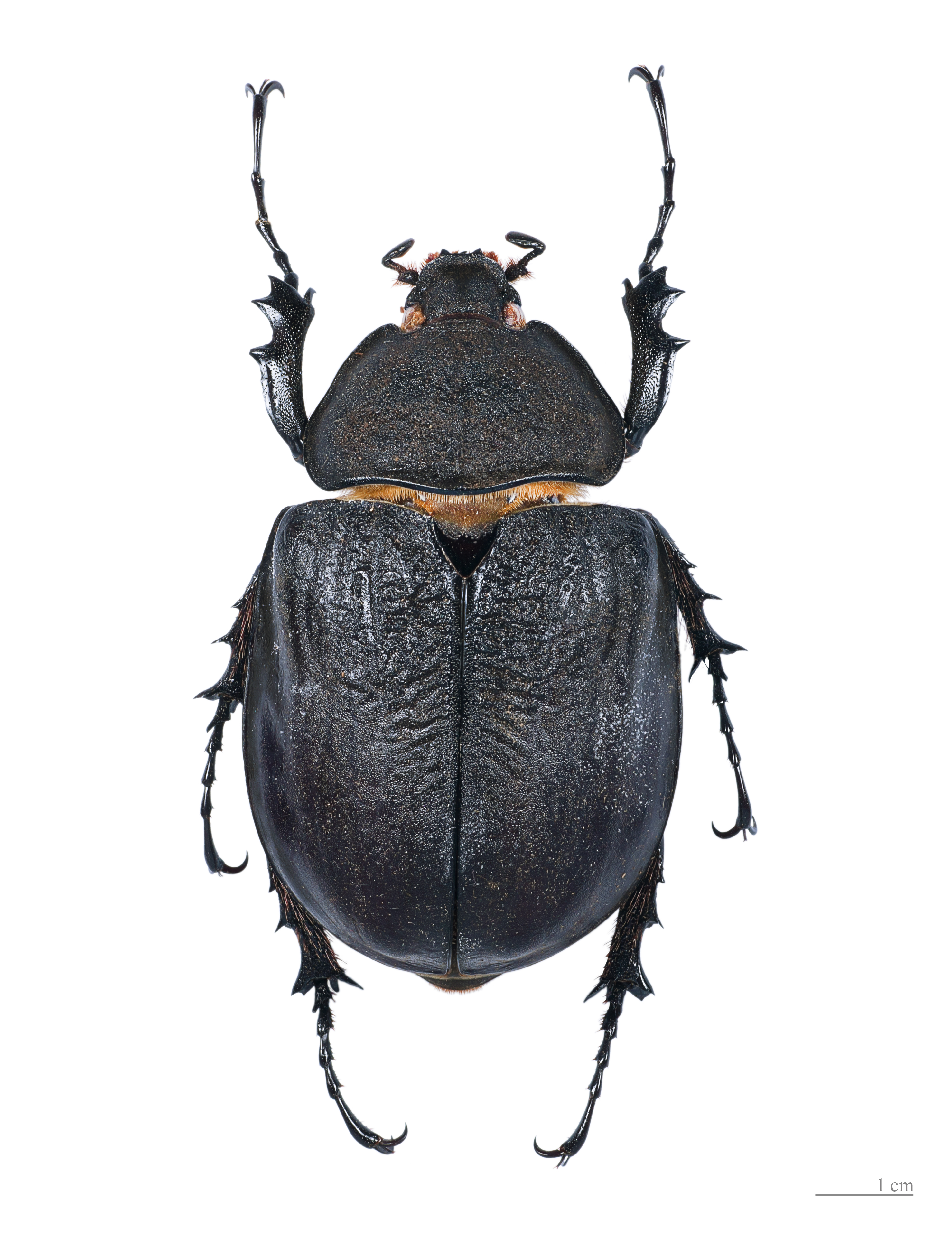 Megasoma actaeon MHNT Femelle