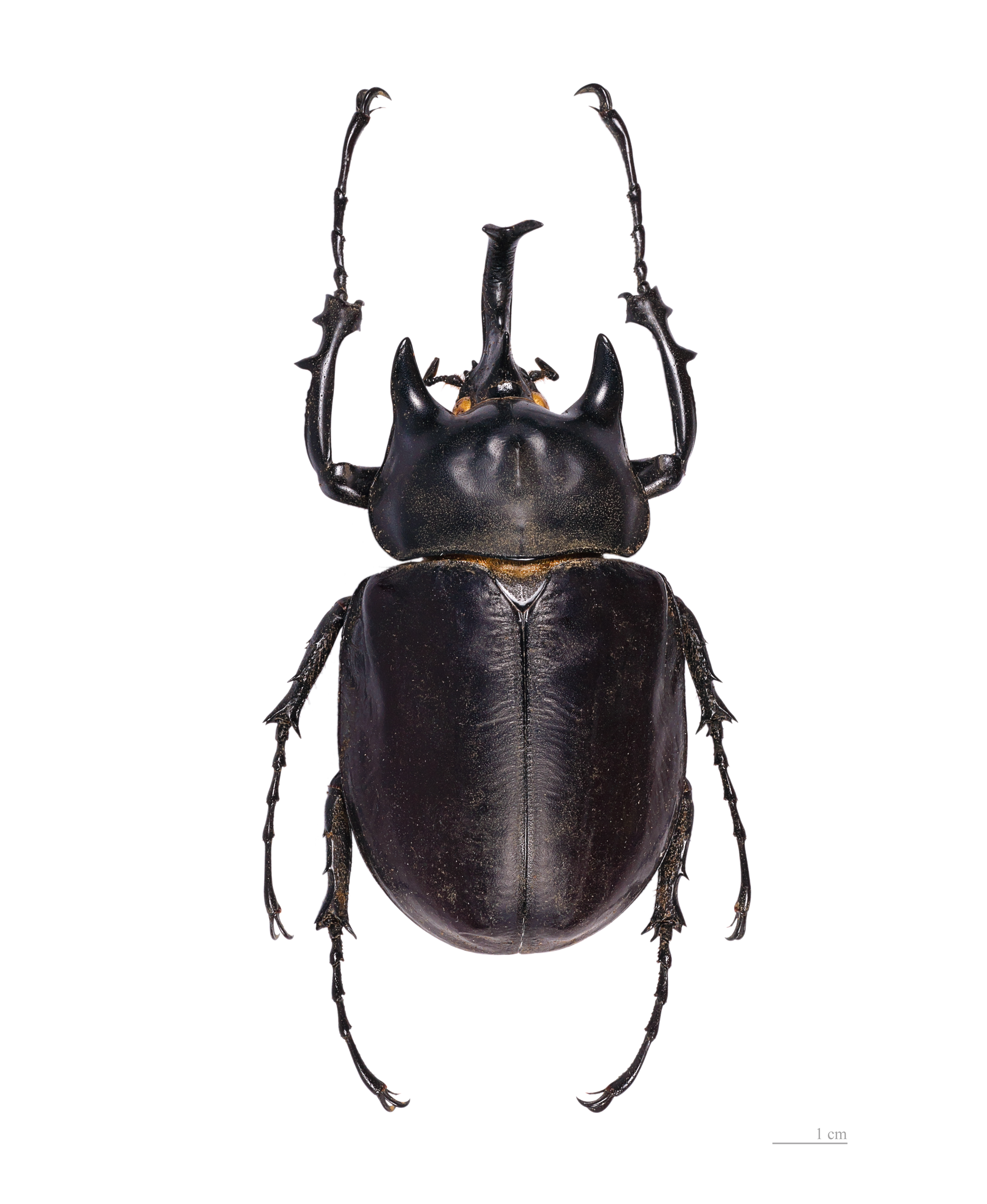 Megasoma acteon MHNT male