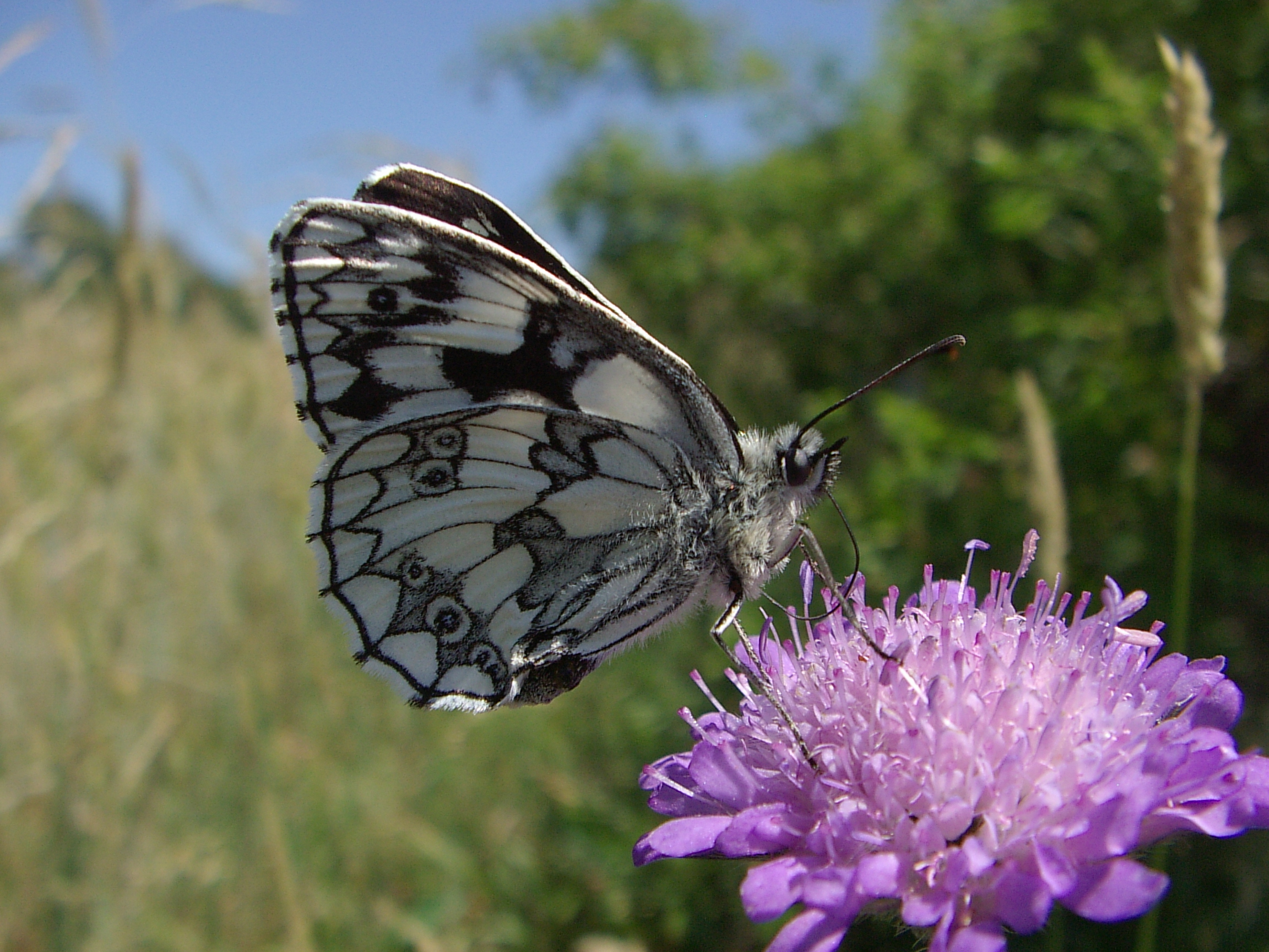 Melanargia galathea-polowiec szachownica