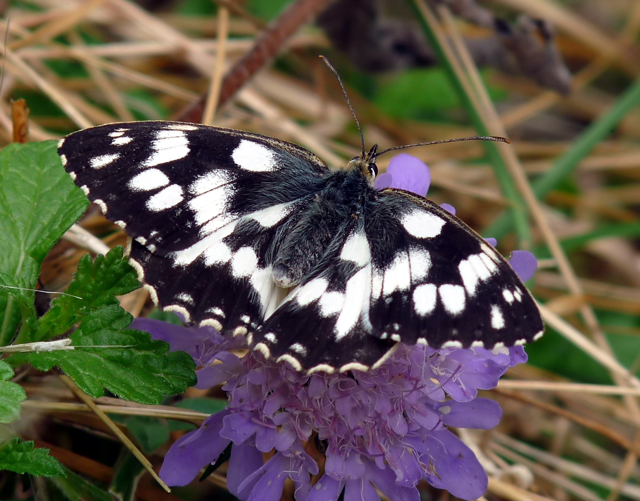 Melanargia galathea 15