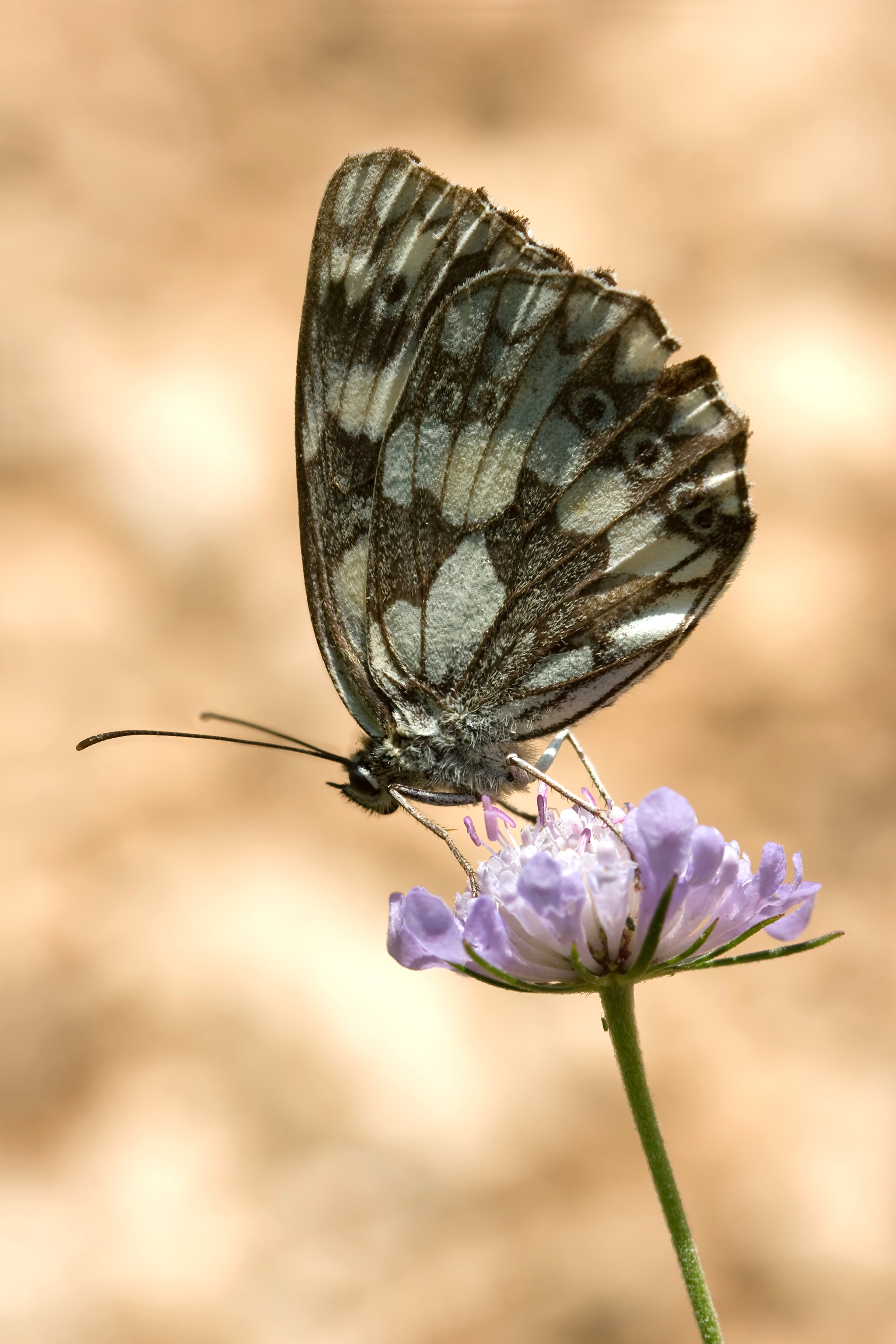 Melanargia galathea 1(loz)
