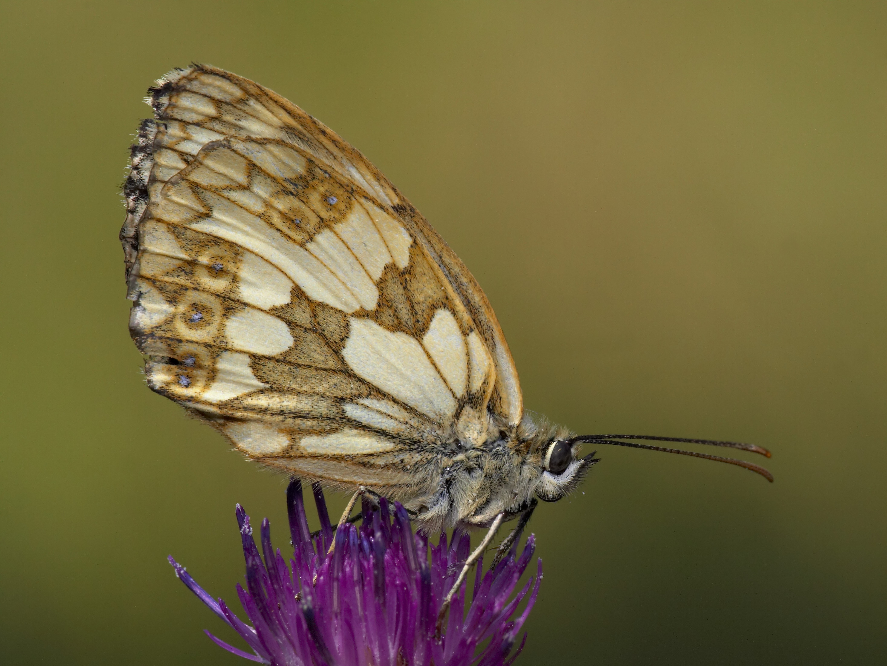 Melanargia galathea bottom MichaD
