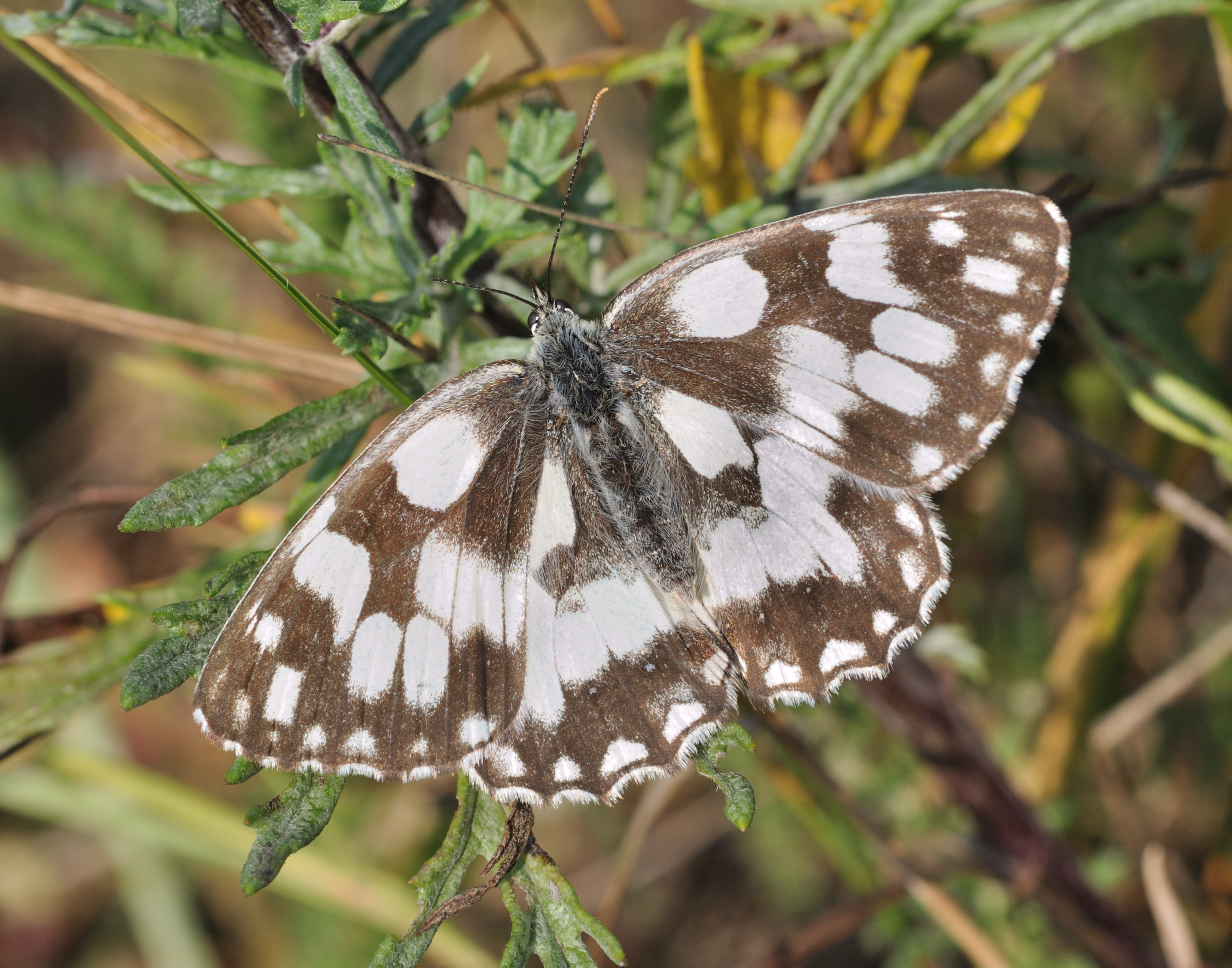 Melanargia galathea qtl1