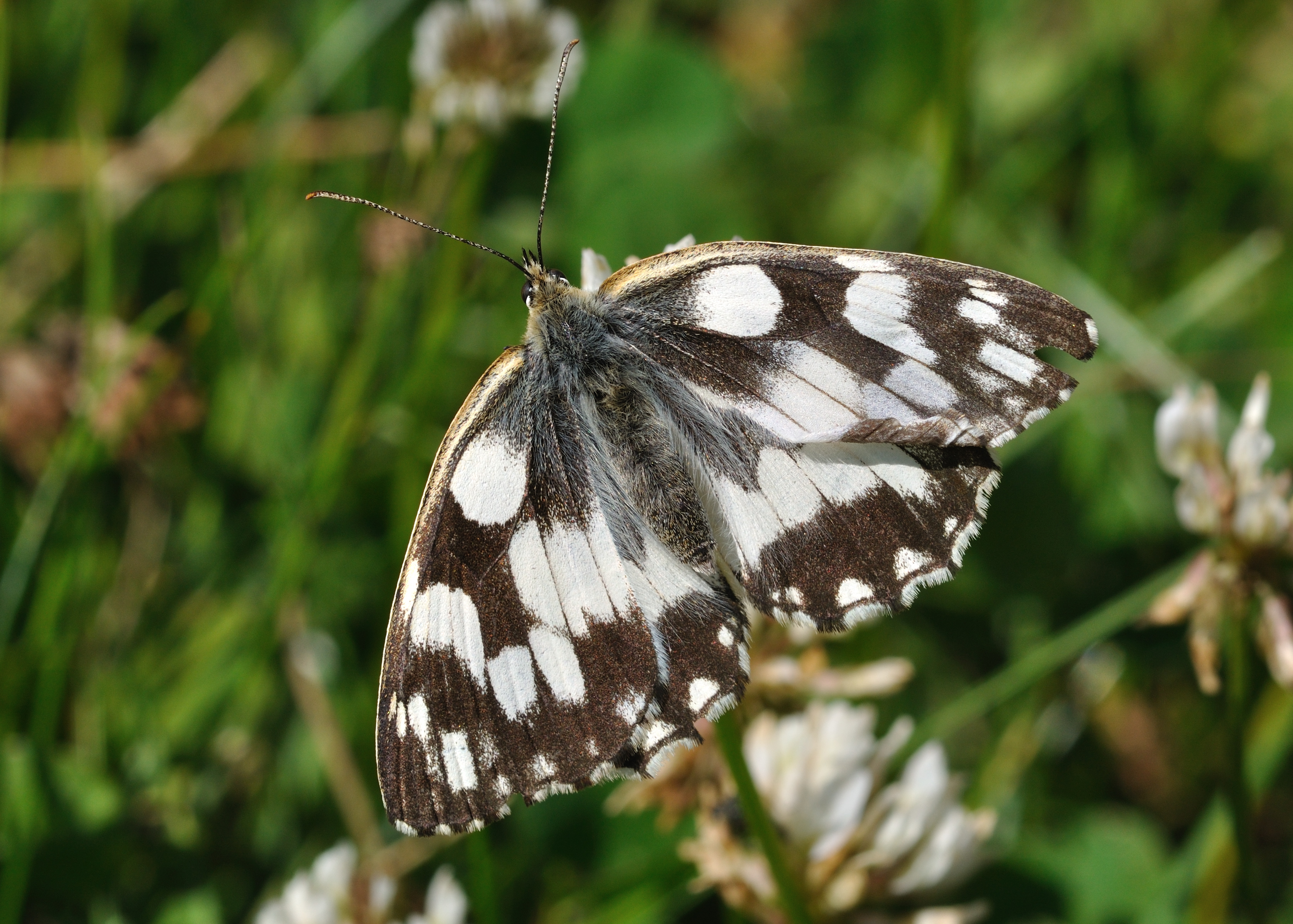 Melanargia galathea qtl2
