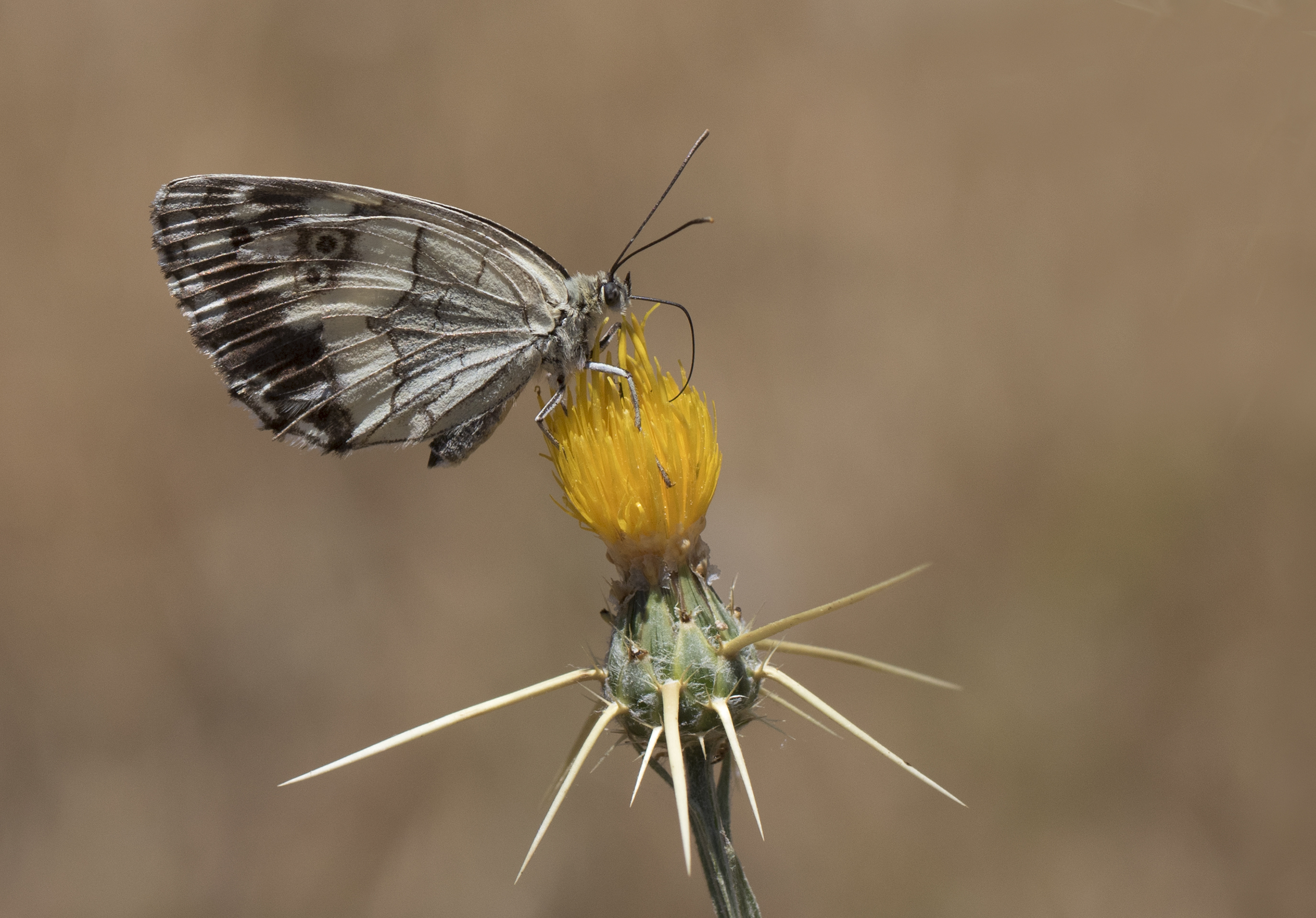 Melanargia syriaca - Kara melike 40-3