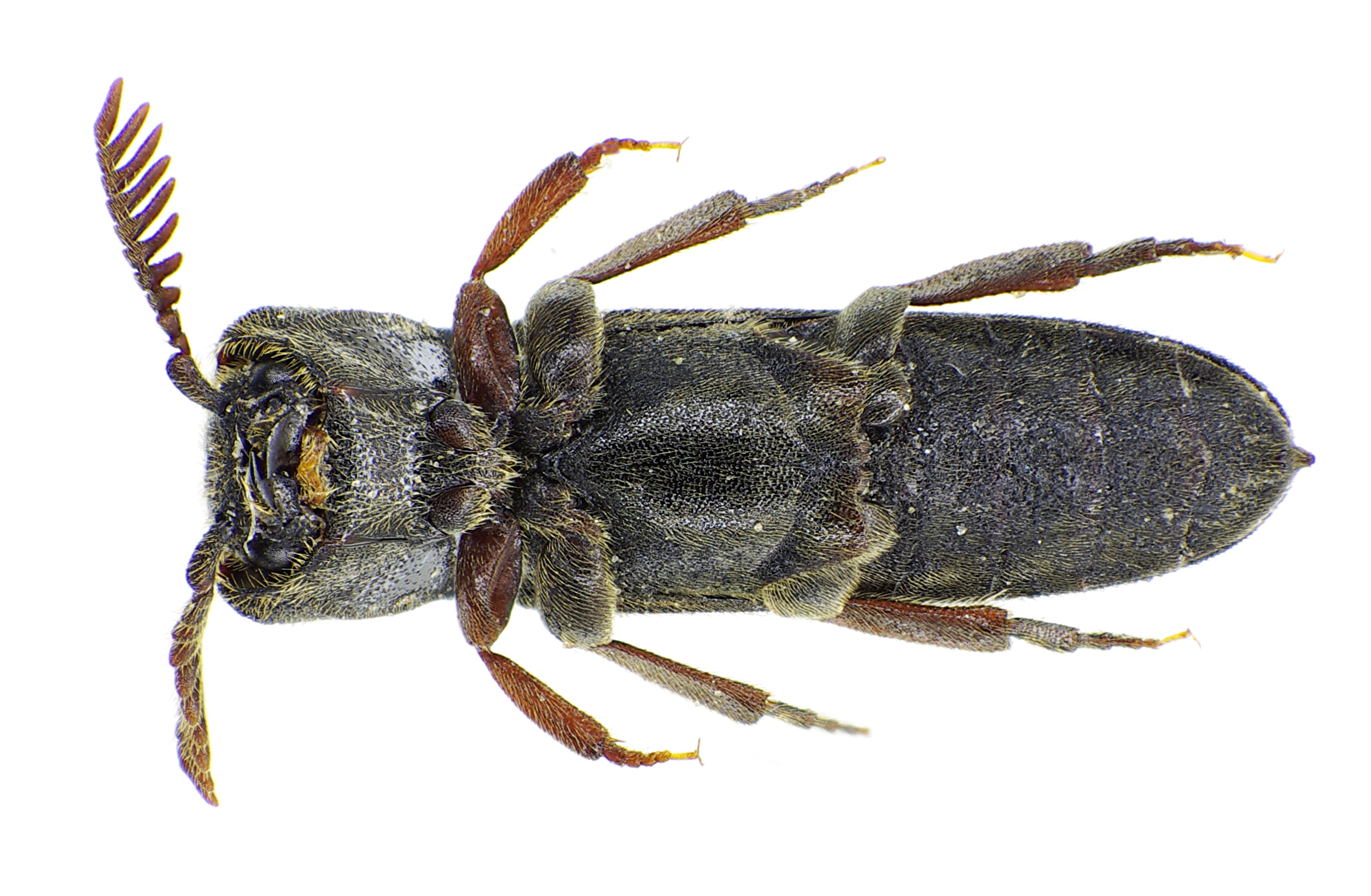 Melasis buprestoides under
