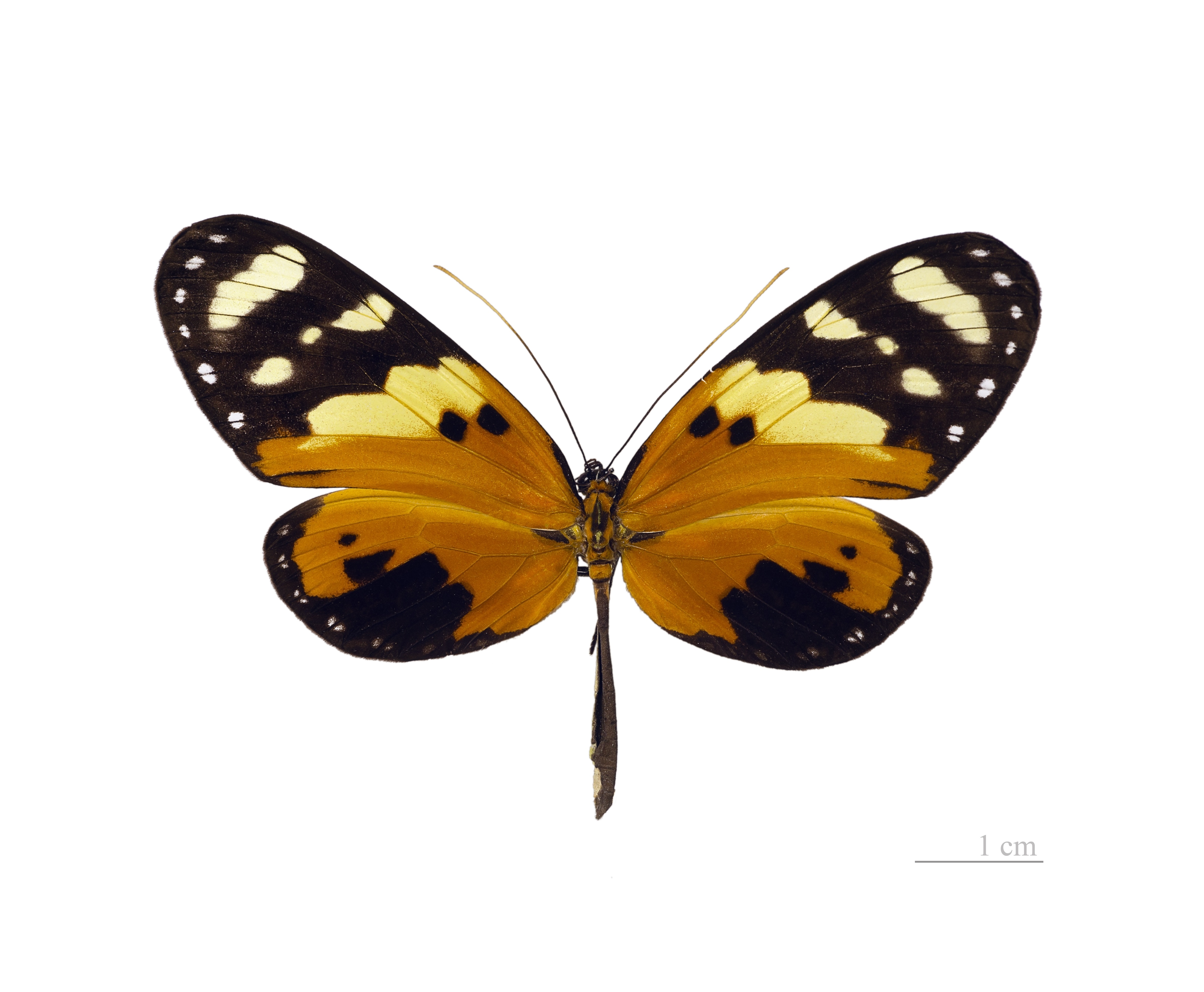 Melinaea ludovica ludovica MHNT dos