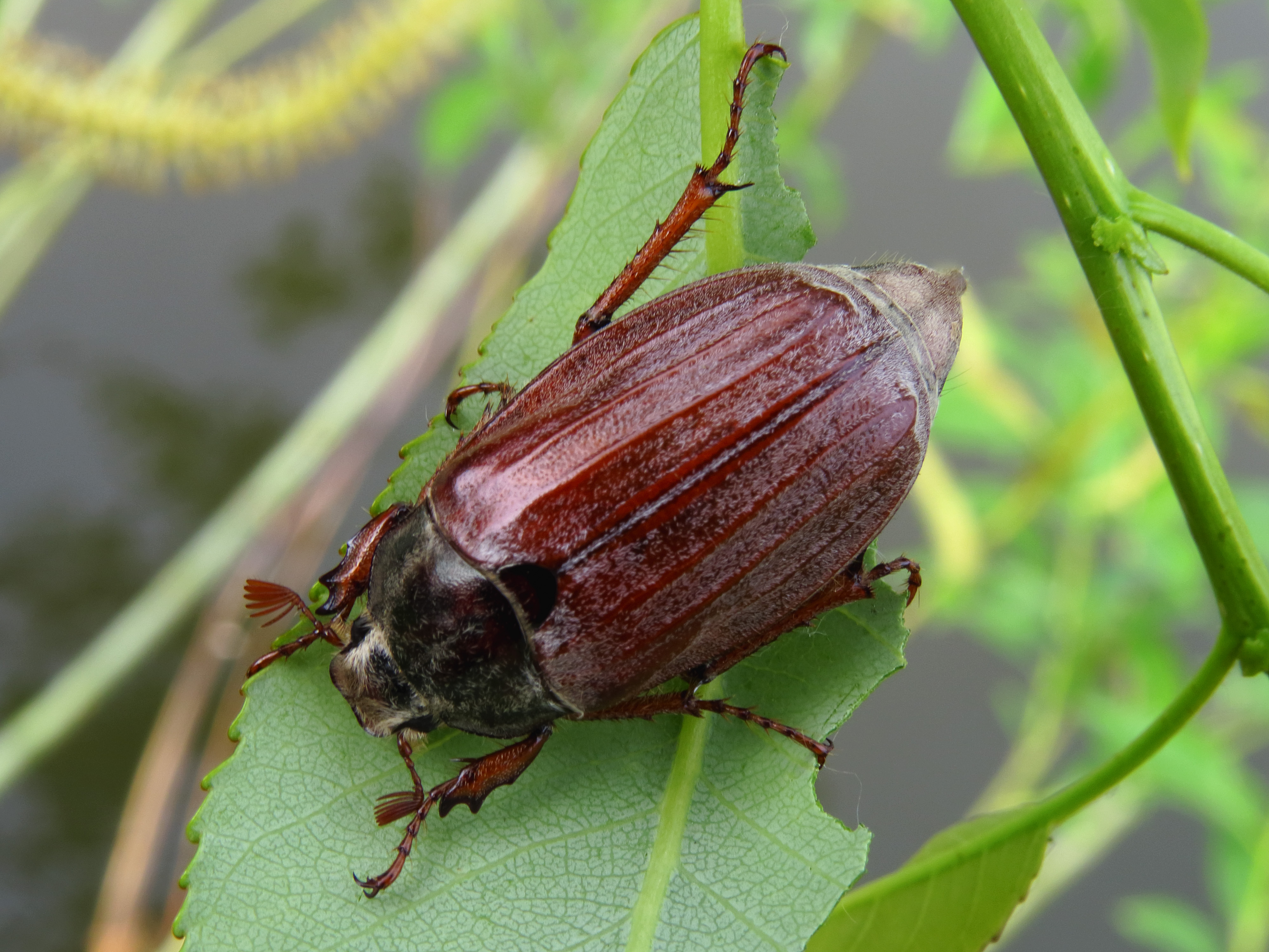 Melolontha hippocastani Desna2