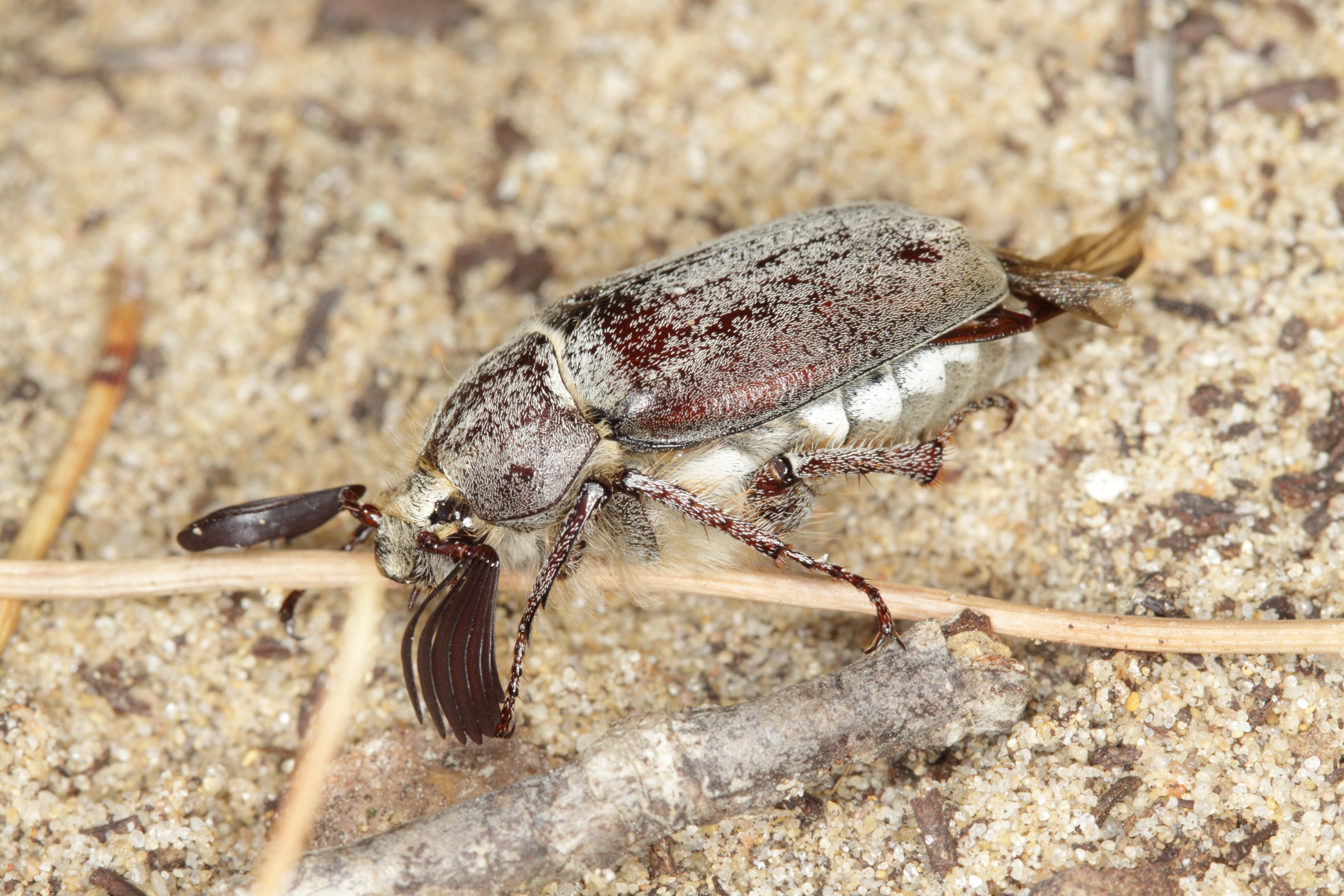 Melolonthinae indet. from Andalusia (8709800076)