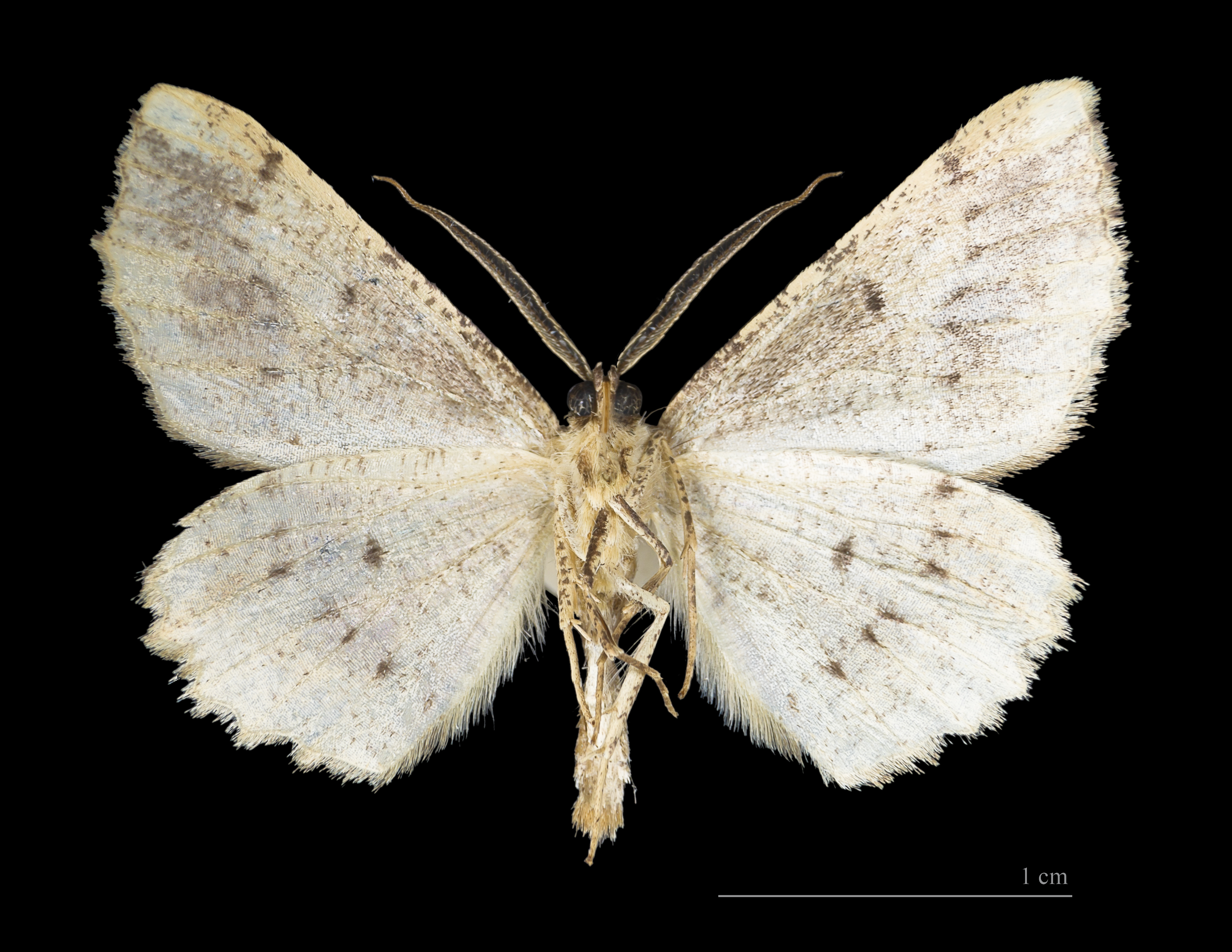 Menophra abruptaria MHNT ventre