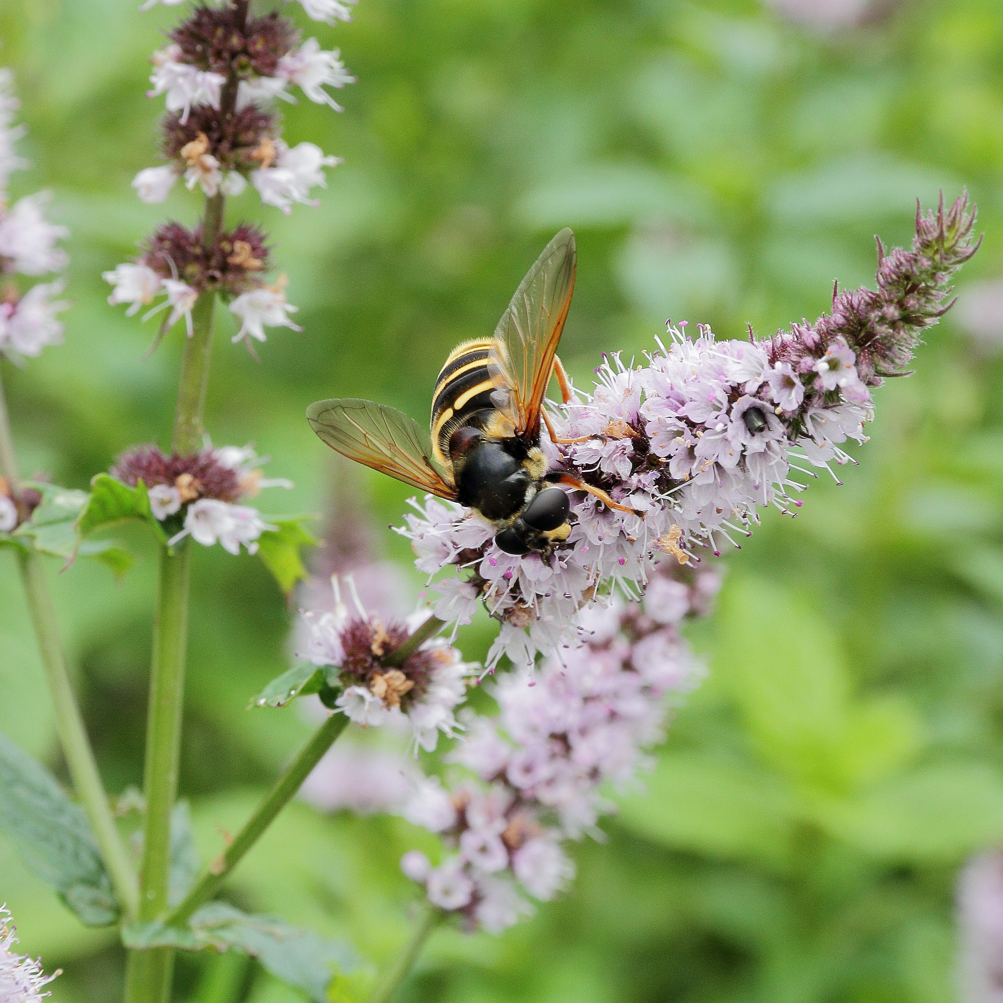 Mentha spicata-IMG 6185