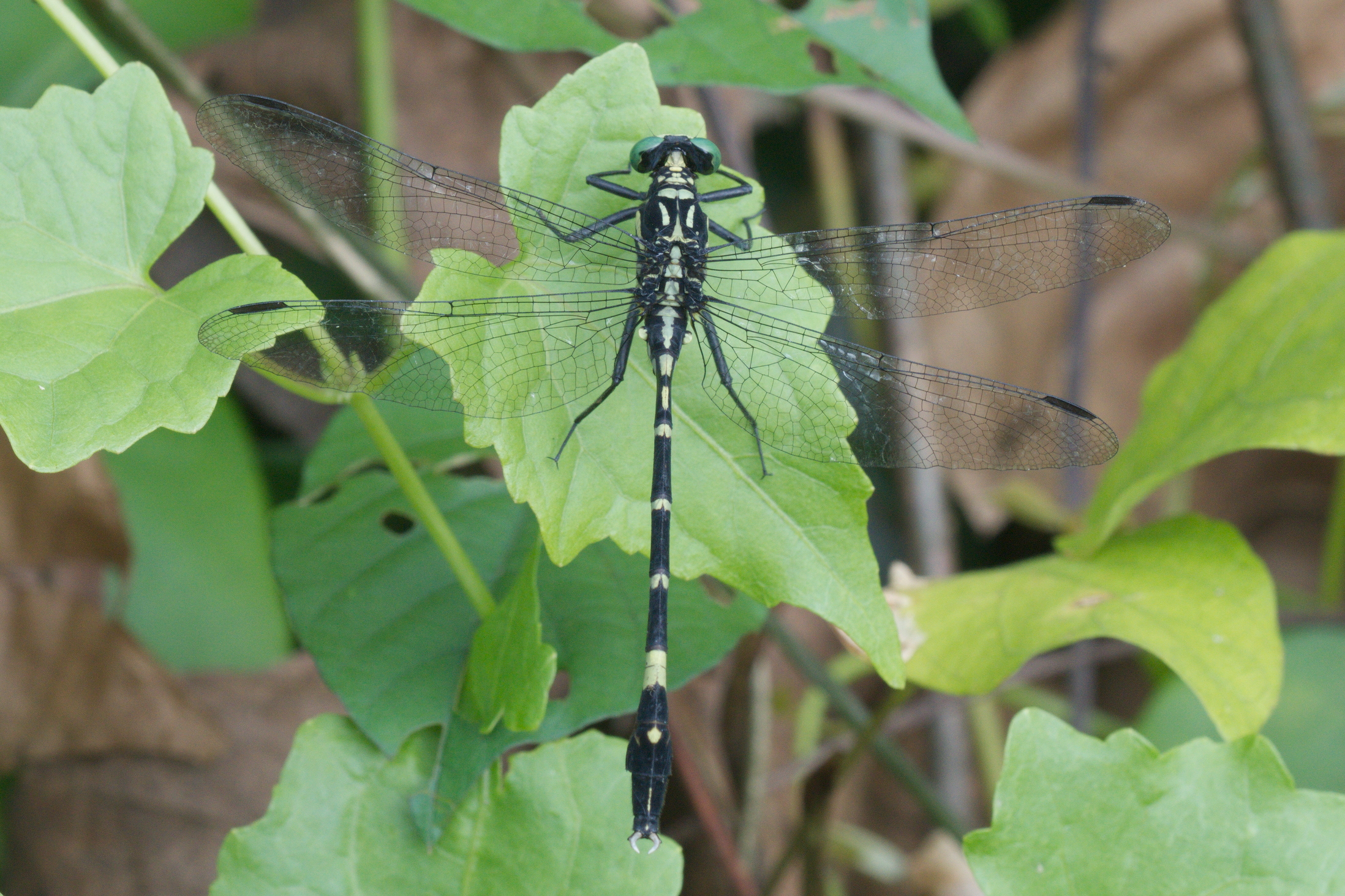 Merogomphus longistigma-Kadavoor-2016-06-26-001