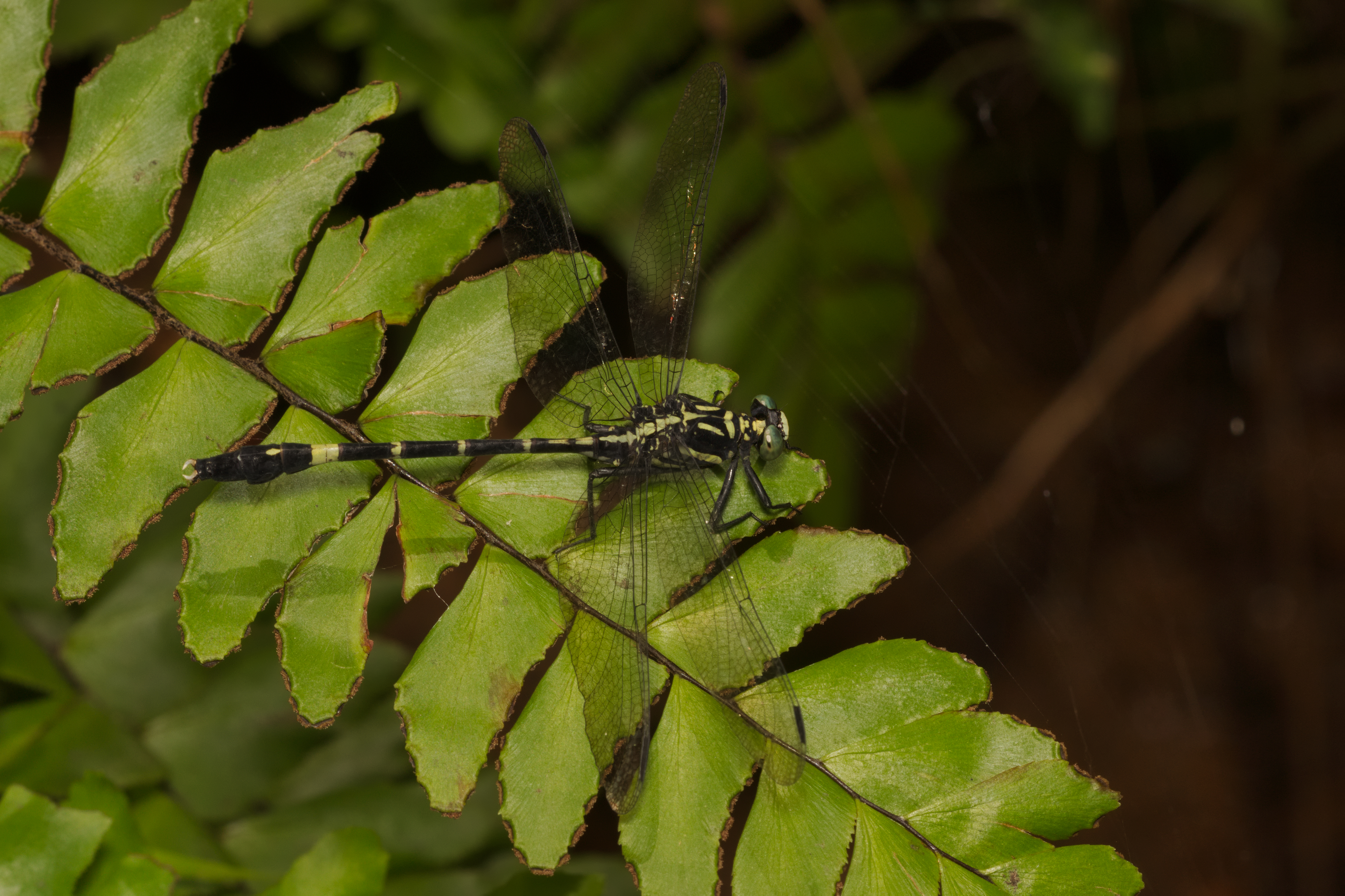 Merogomphus longistigma of Kadavoor