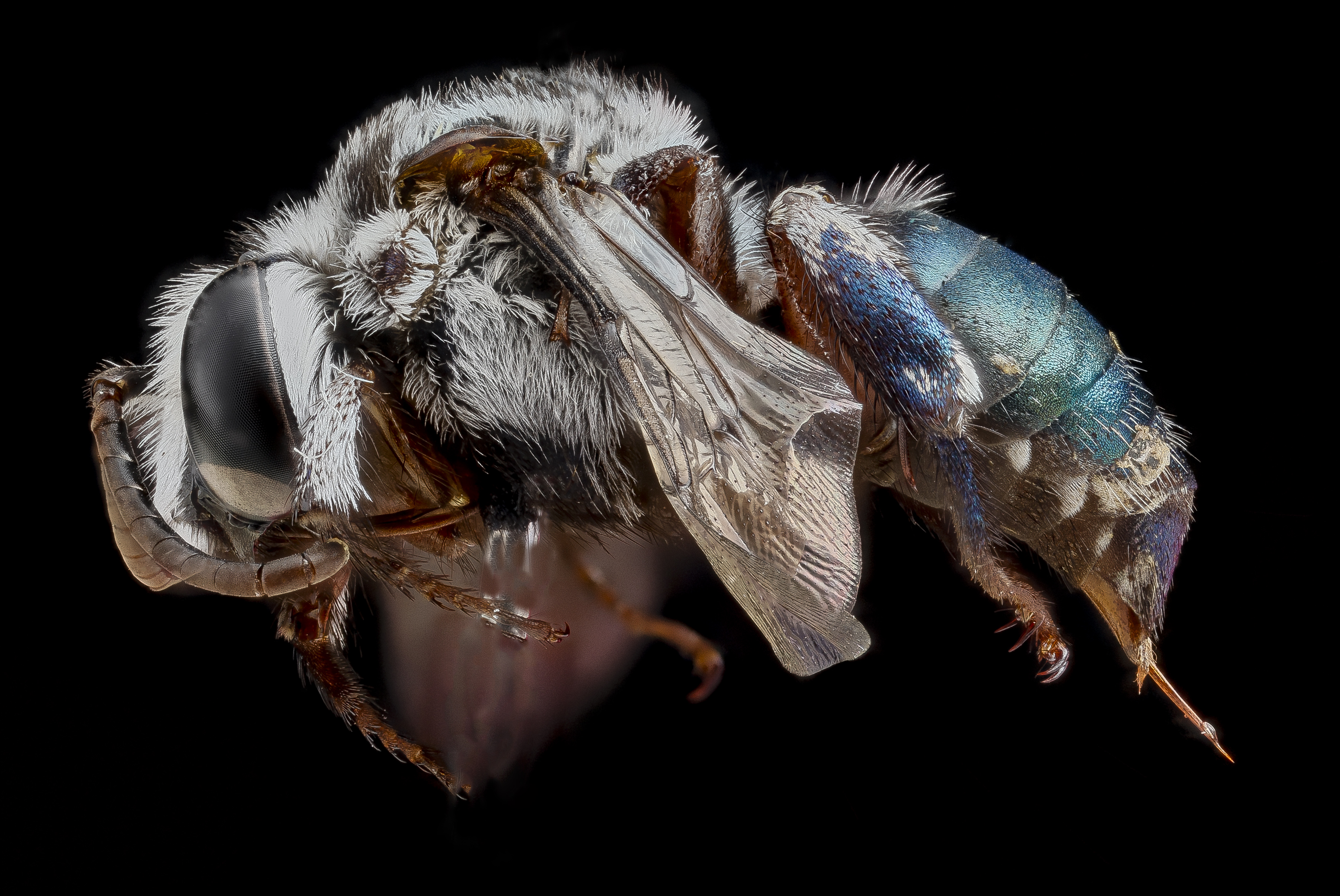 Mesoplia azurea female