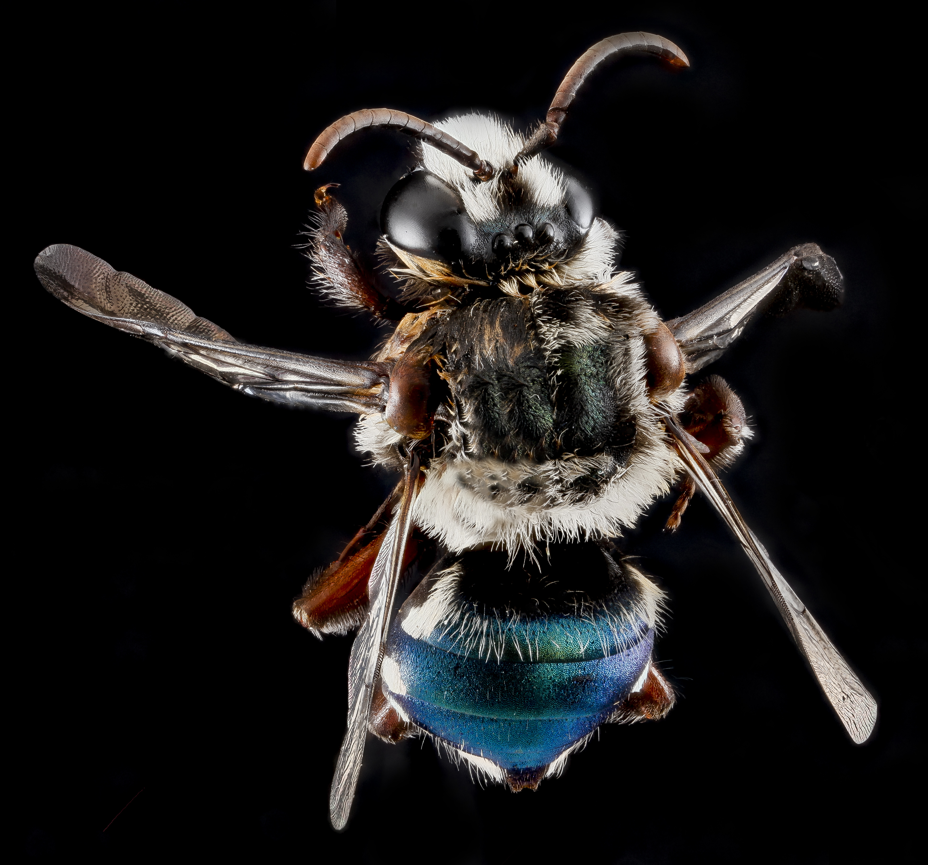 Mesoplia azurea male