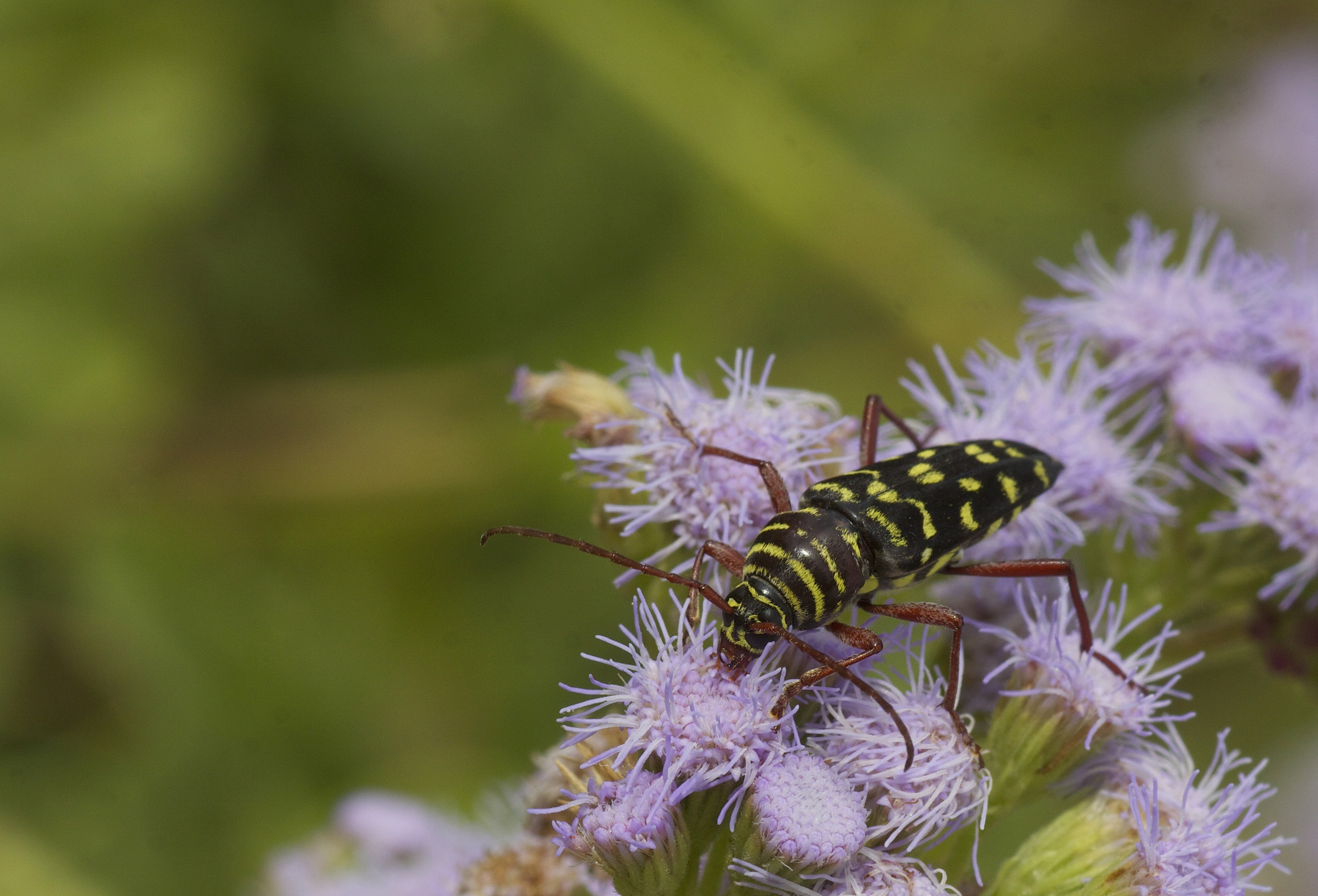 Mesquite Borer (Placosternus erythropus)