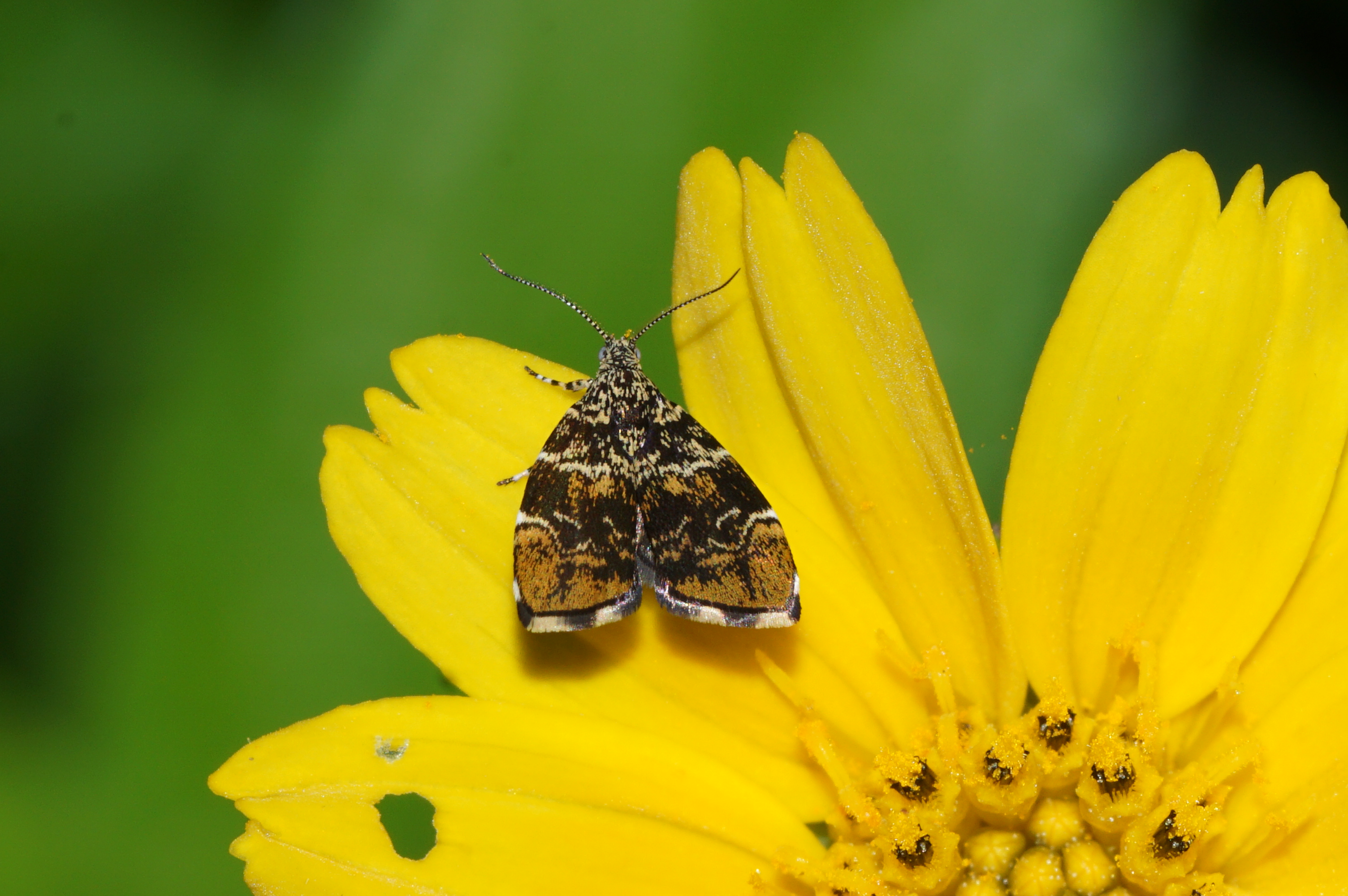 Metalmark moth (Choreutidae)