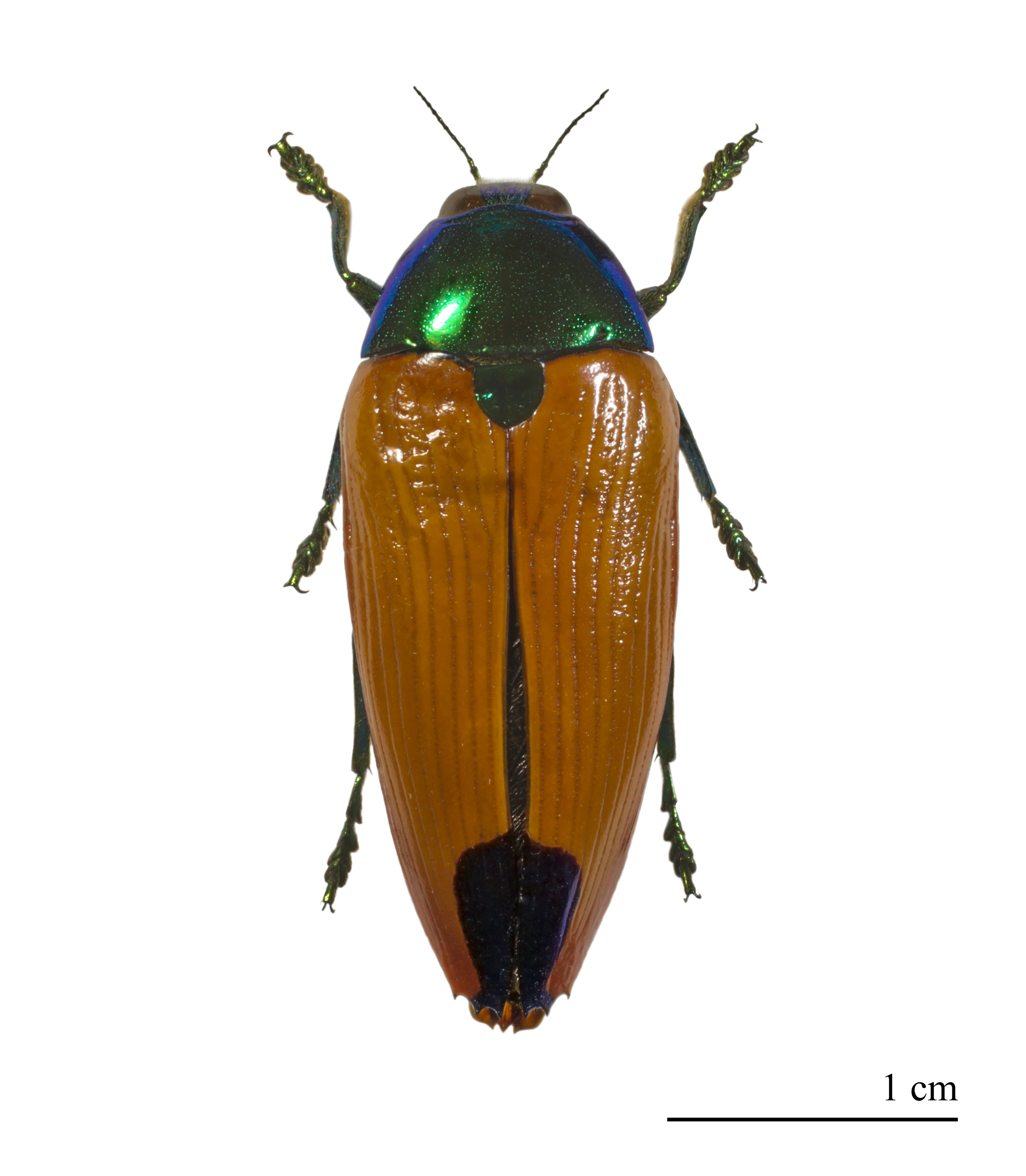 Metaxymorpha gloriosa MHNT.ZOO.2004.0.535