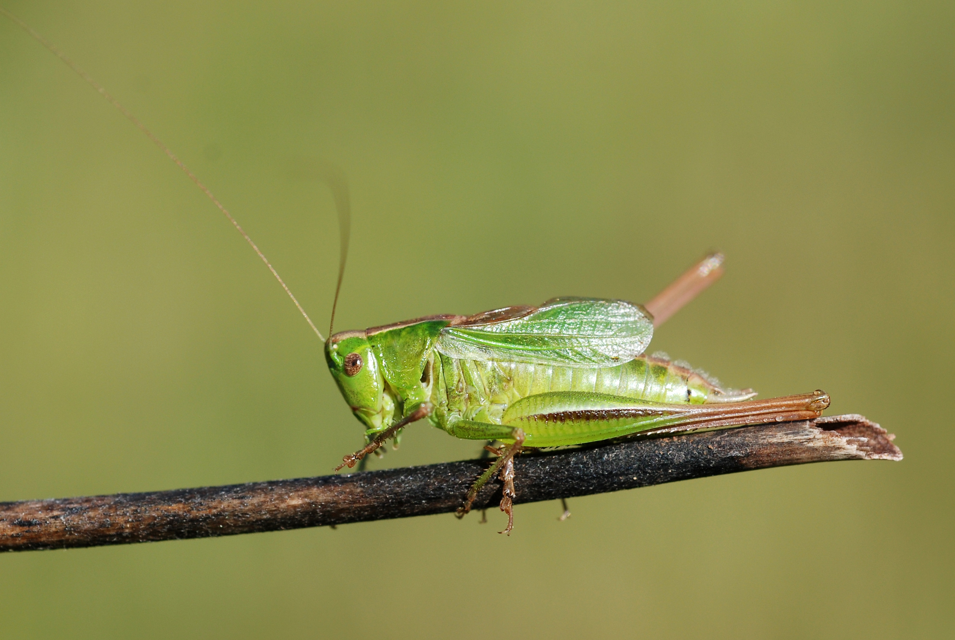 Metrioptera bicolor male (5031356154)