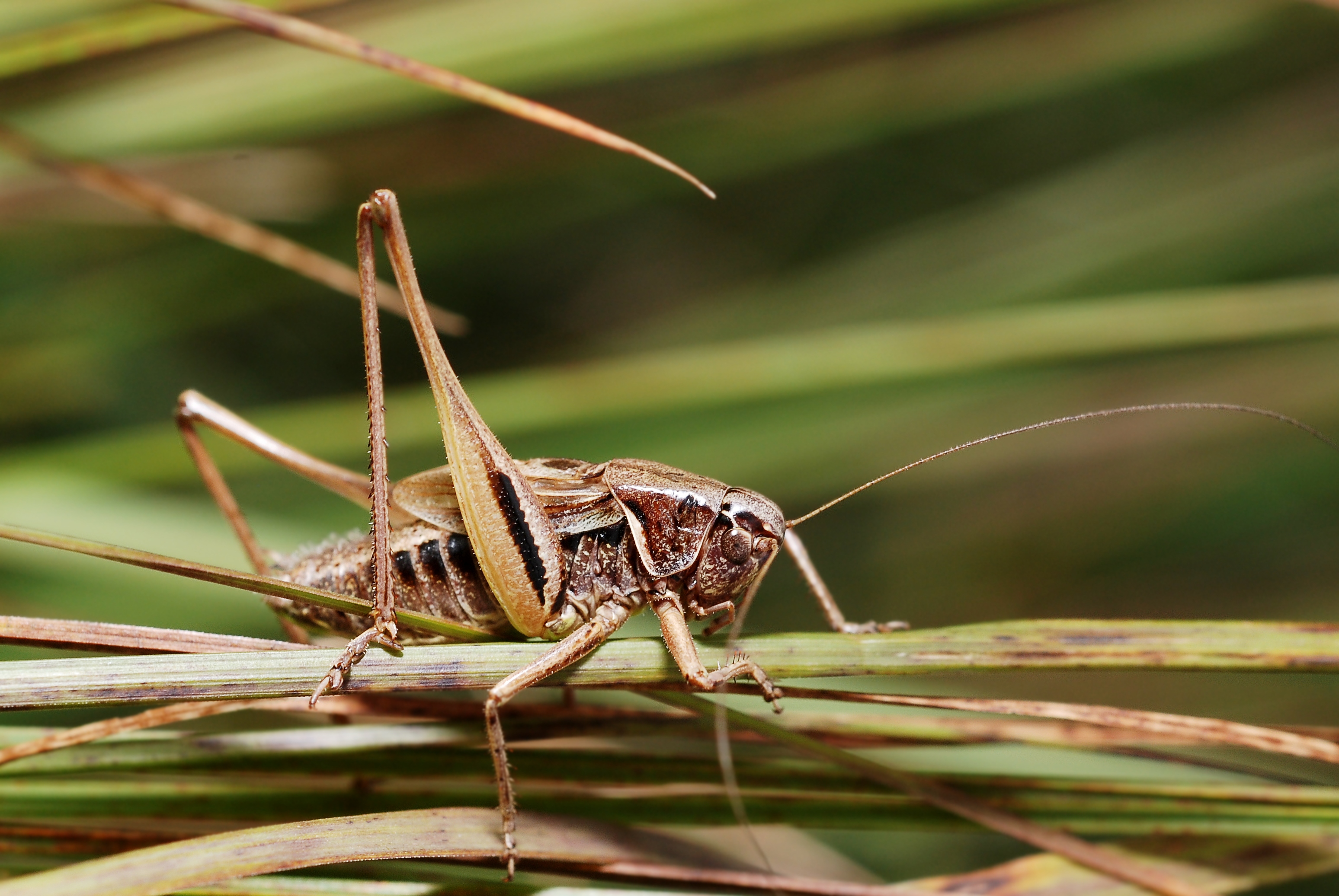 Metrioptera brachyptera male (5031416956)