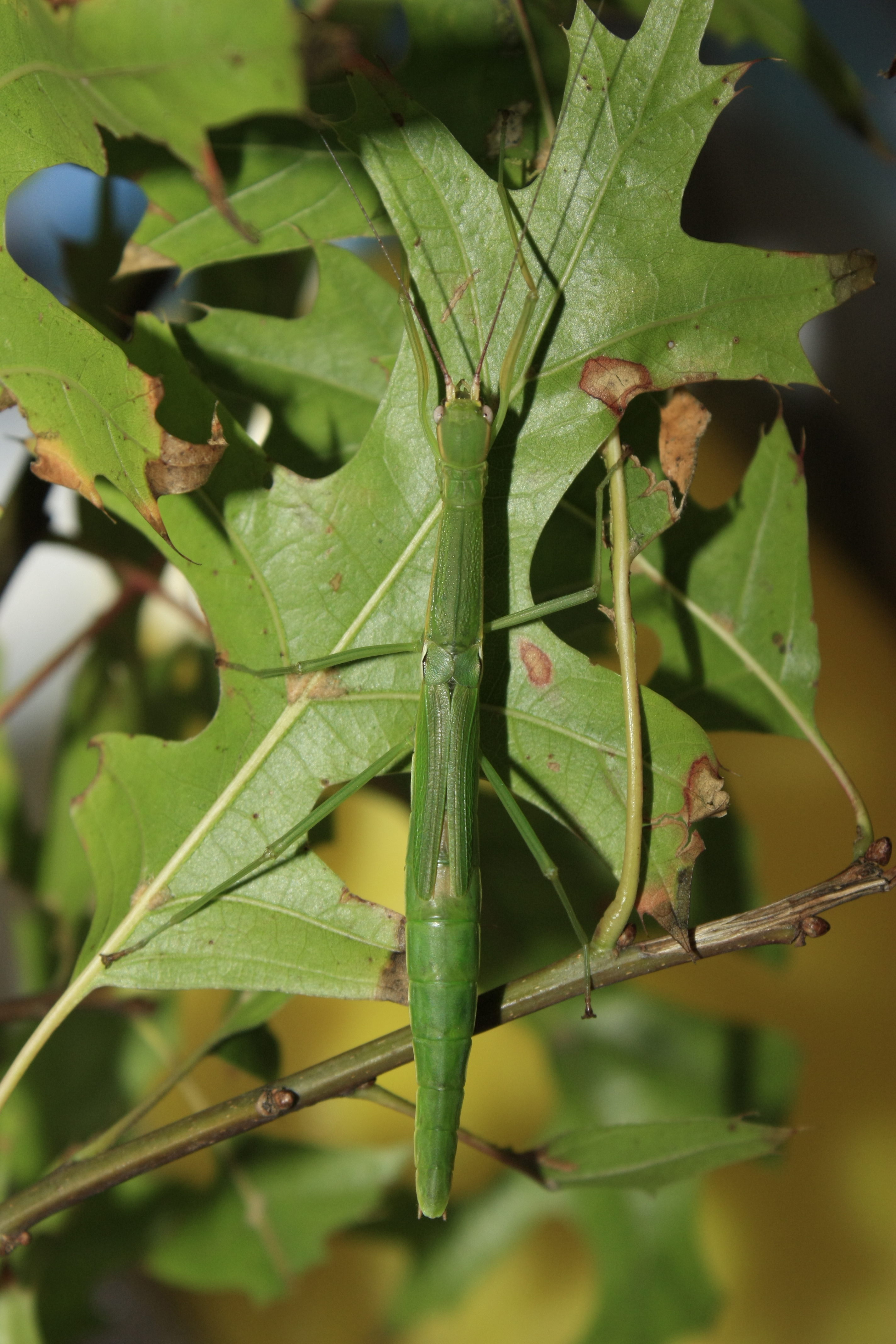 Micadina phluctainoides-female
