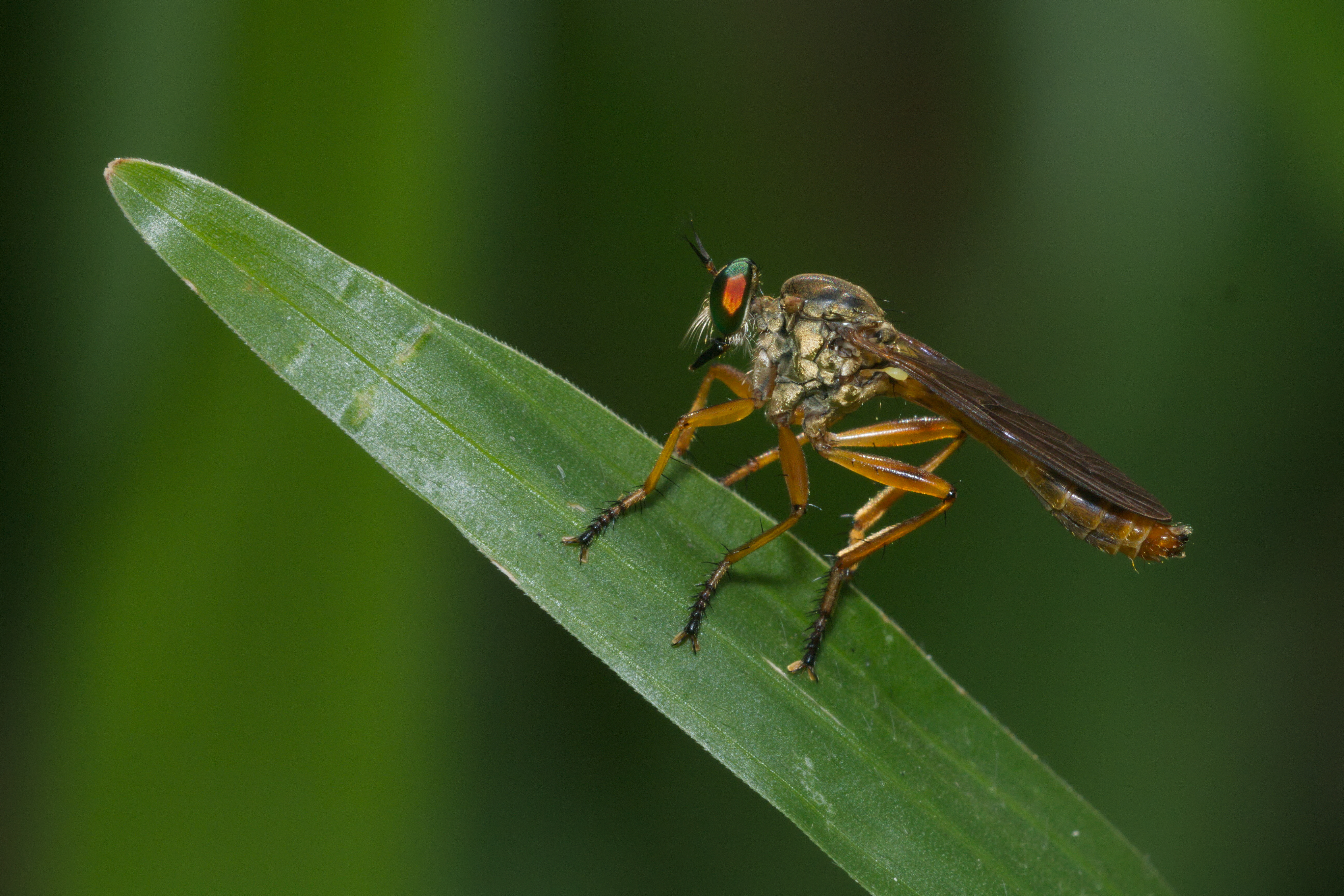 Michotamia-Kadavoor-2016-04-01-001
