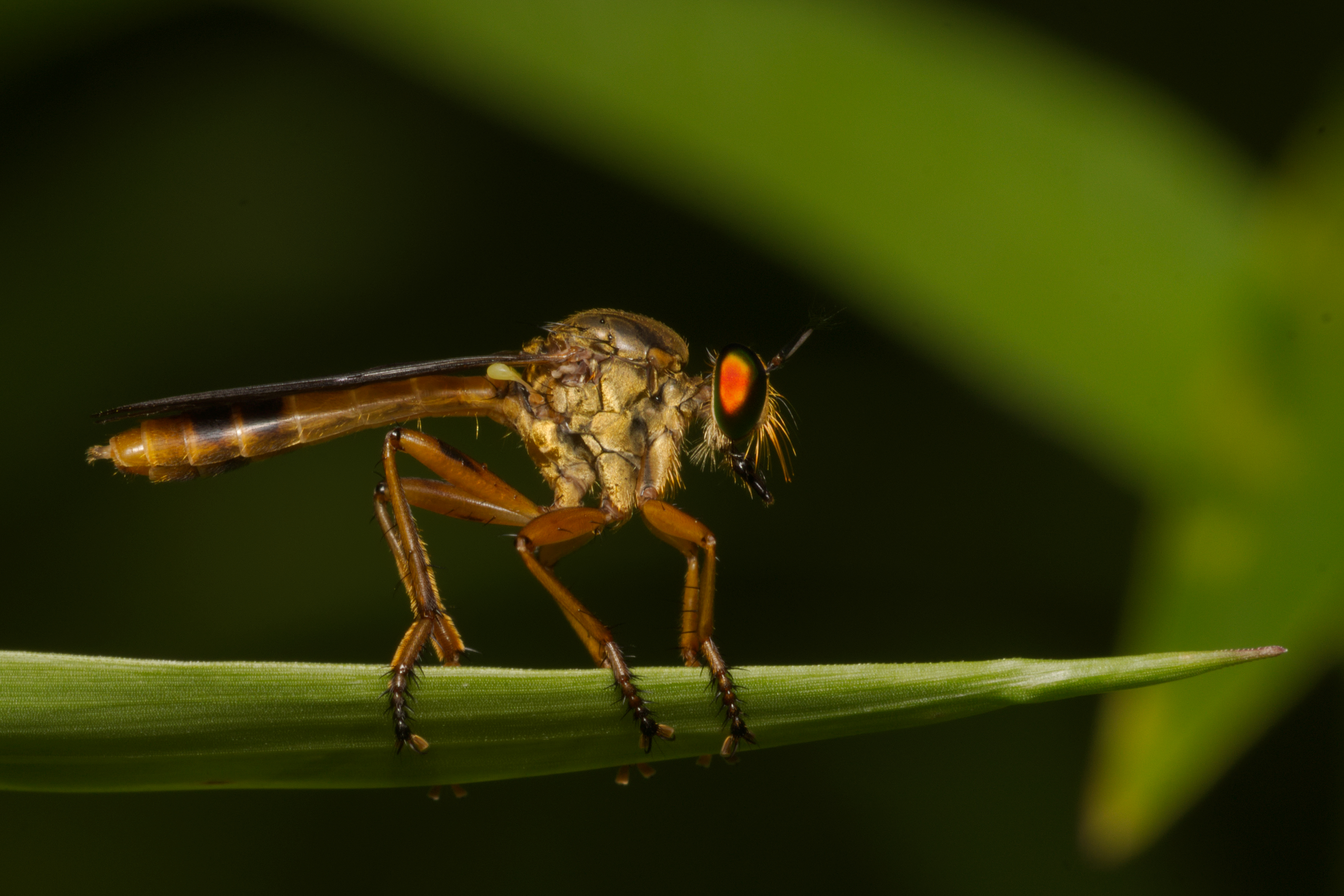 Michotamia at Kadavoor
