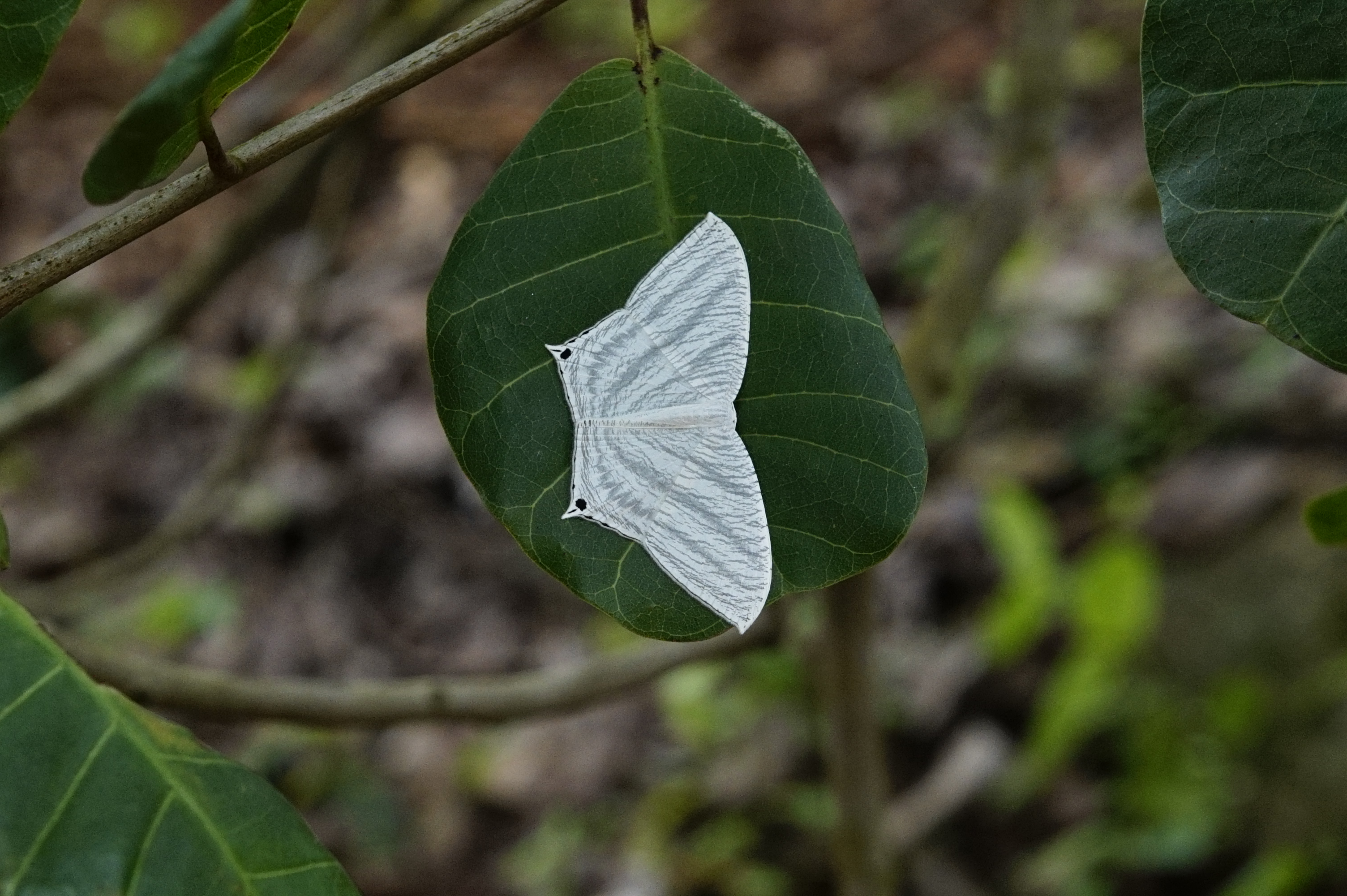 Micronia aculeata 9065