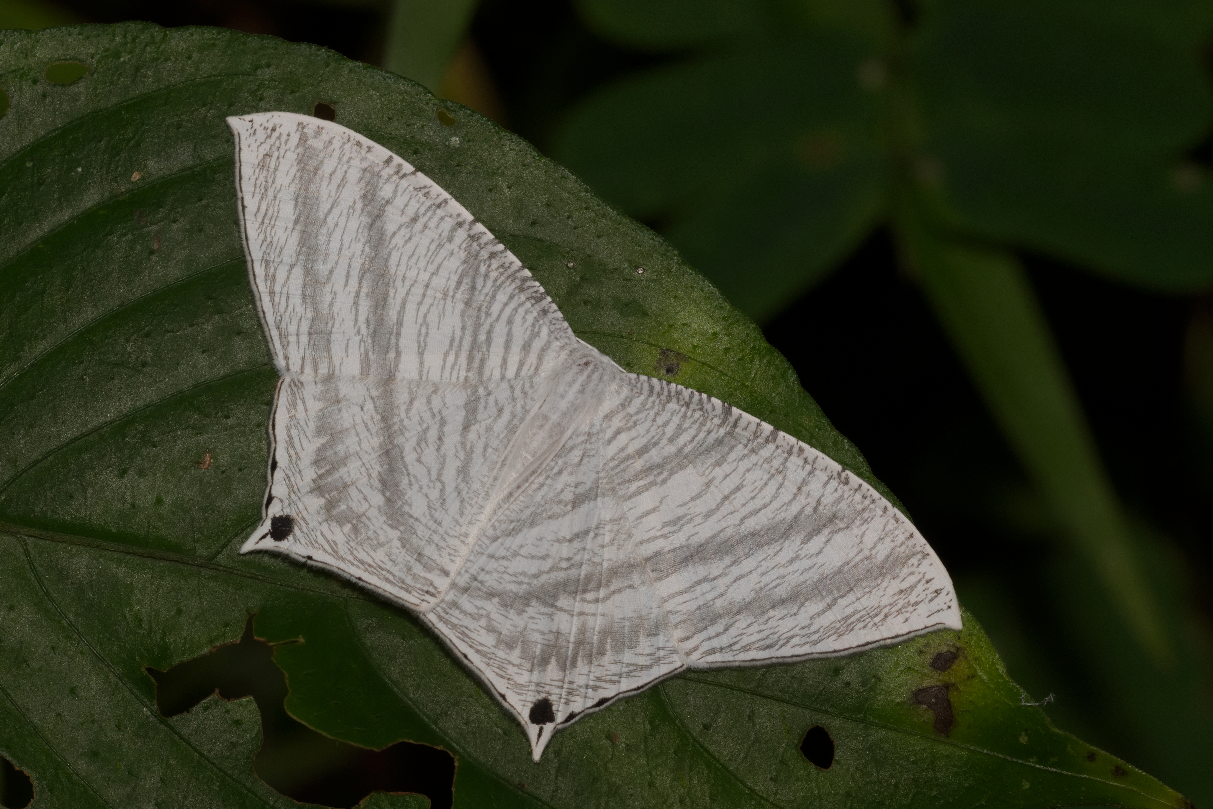 Micronia aculeata at Kadavoor